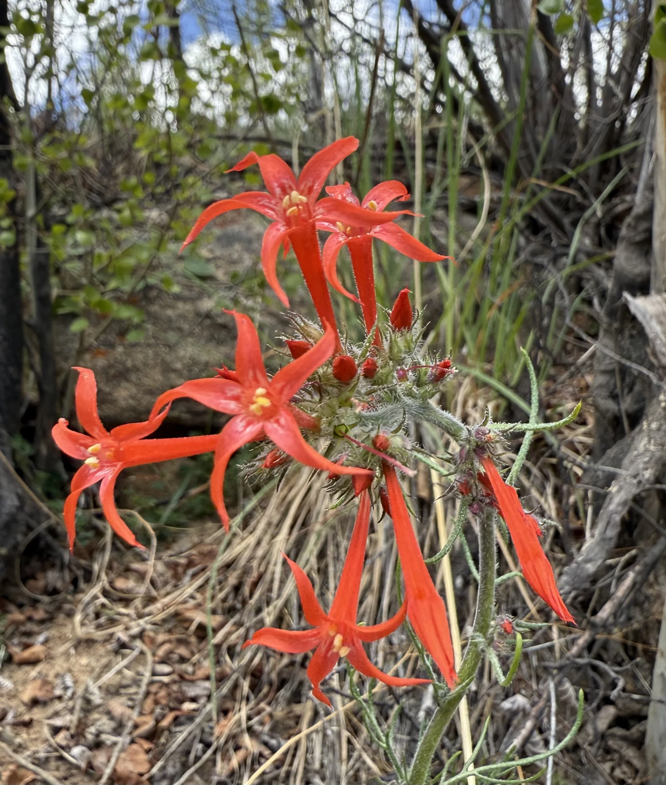 Fairy trumpet, Ipomopsis aggregata, 5/15/26