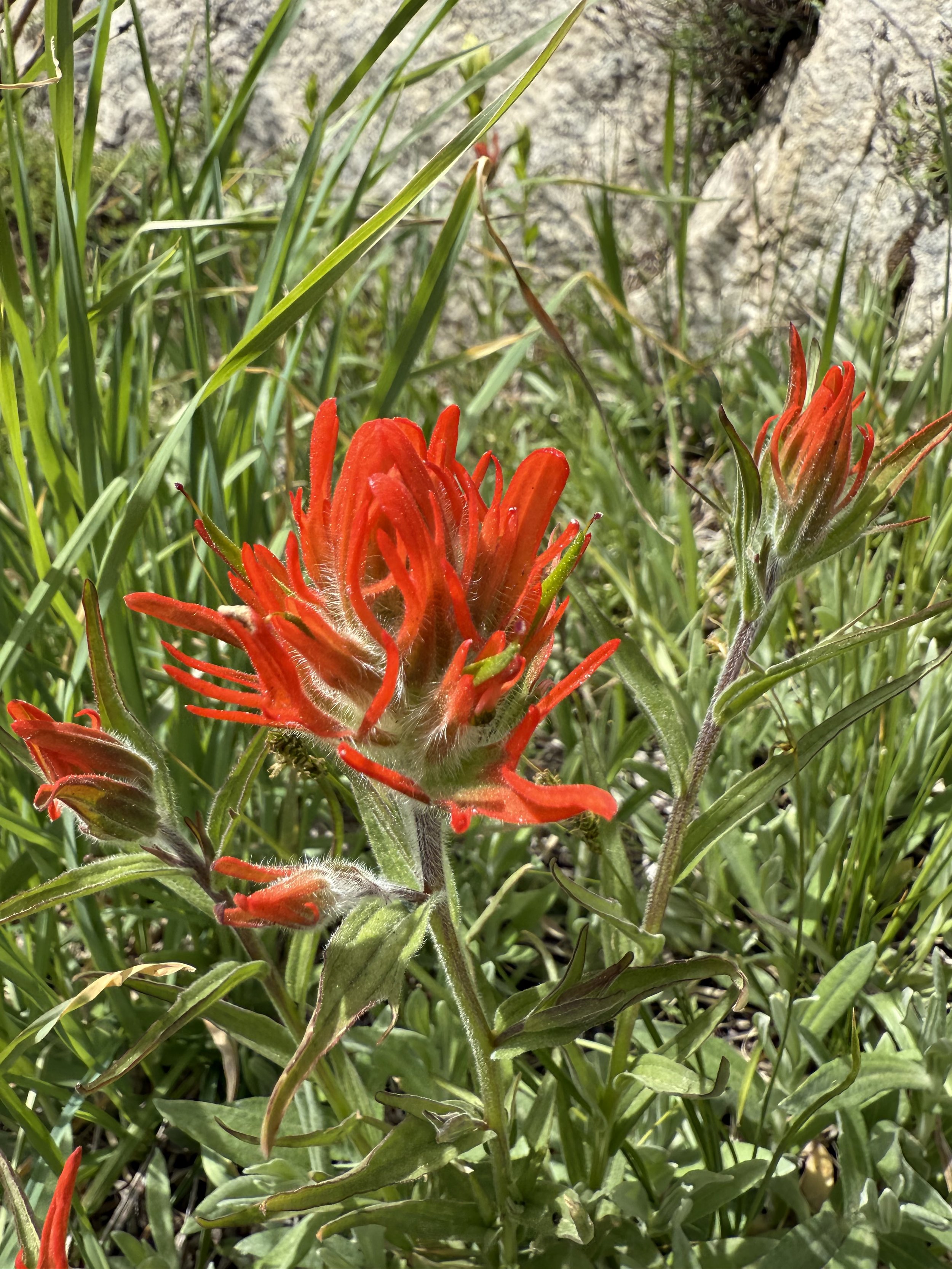 Red paintbrush, Castilleja miniata, 5/19/26