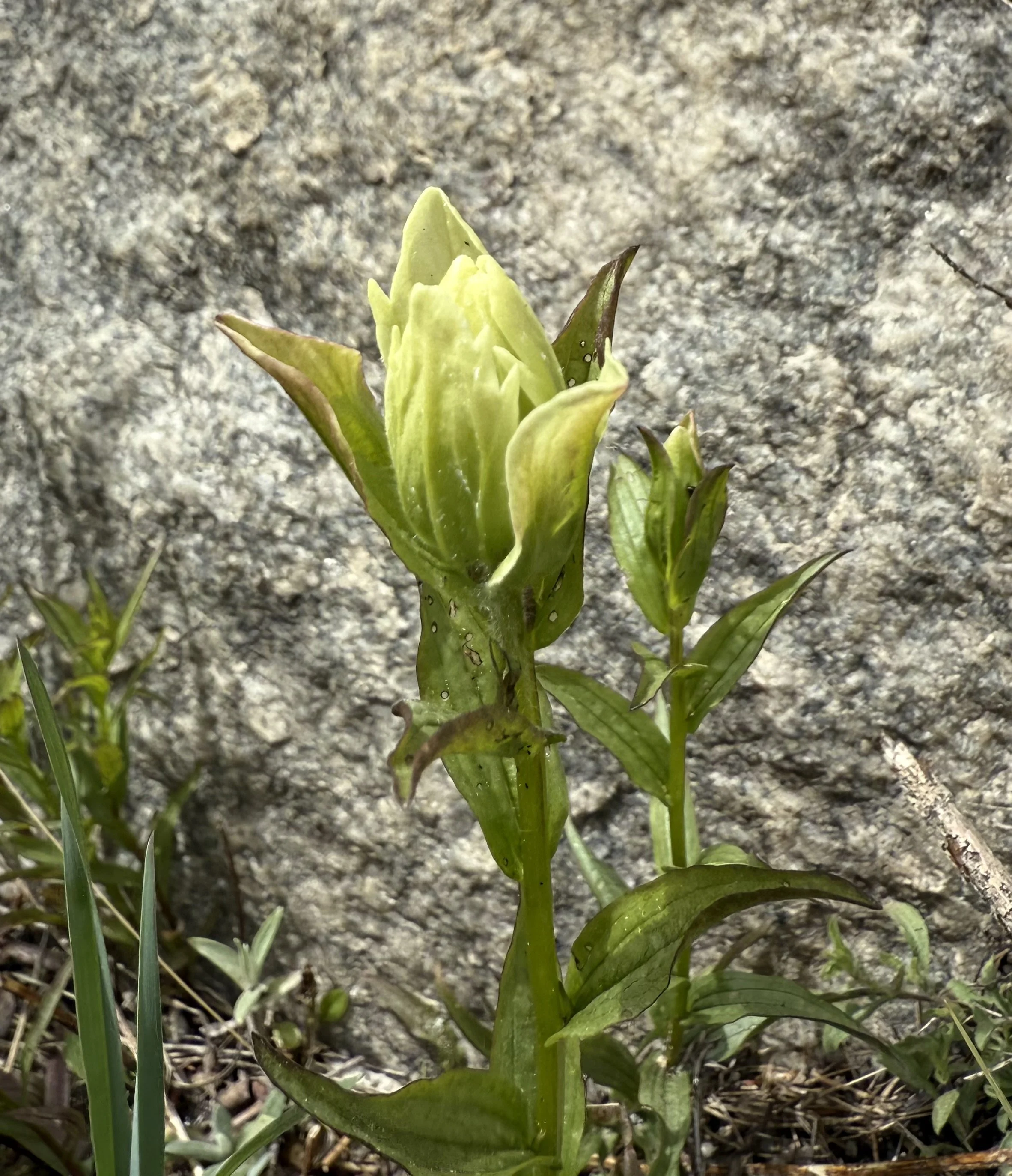 Yellow paintbrush, Castilleja septentrionalis, 5/19/26