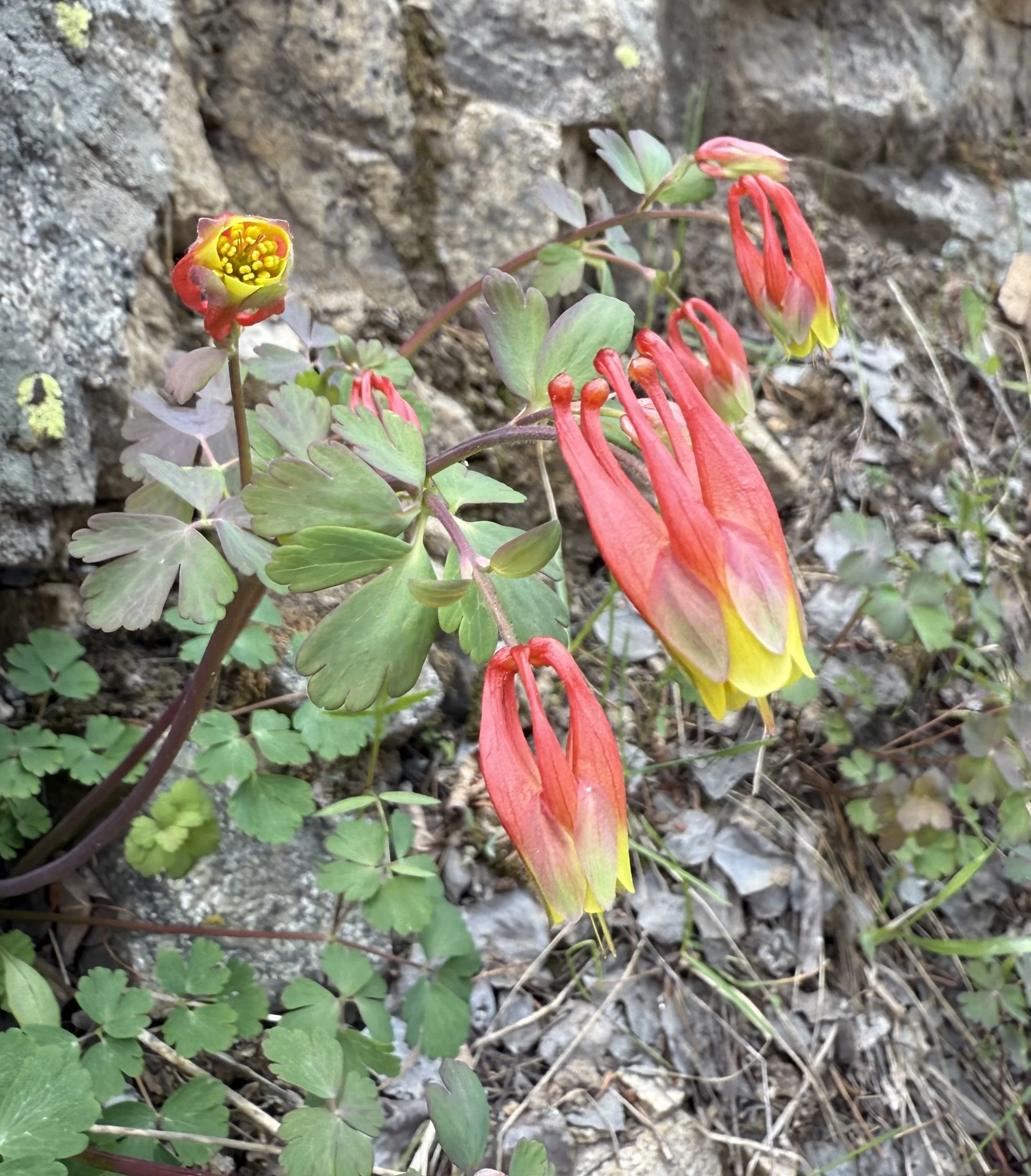 Red columbine, Aquilegia elegantula, 5/19/26