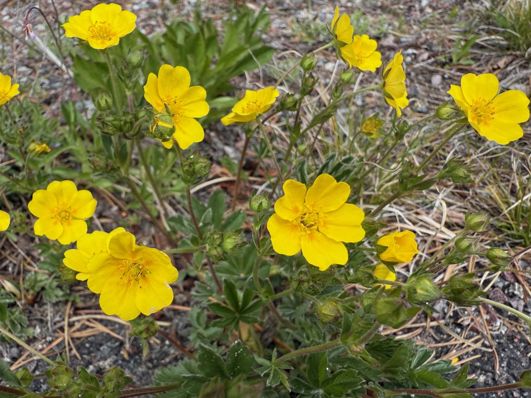 Blue-toothed cinquefoil, Potentilla glaucophylla, 5/19/26