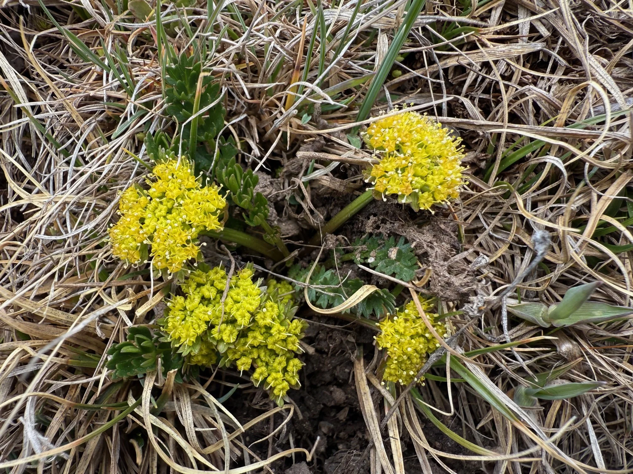 Alpine parsley, Oreoxis alpina, 5/21/26