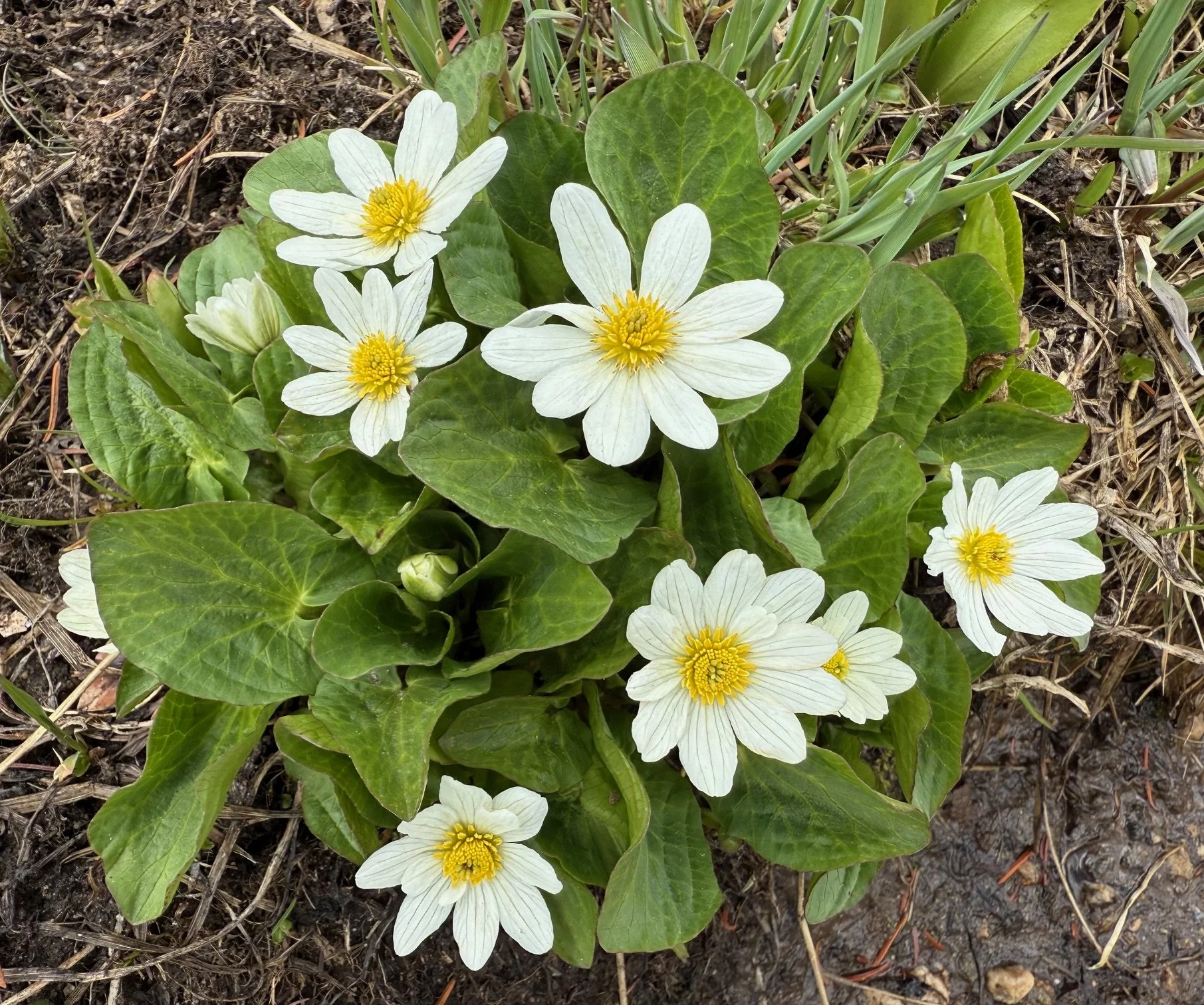 Marsh marigold, Caltha chionophila, 5/21/26