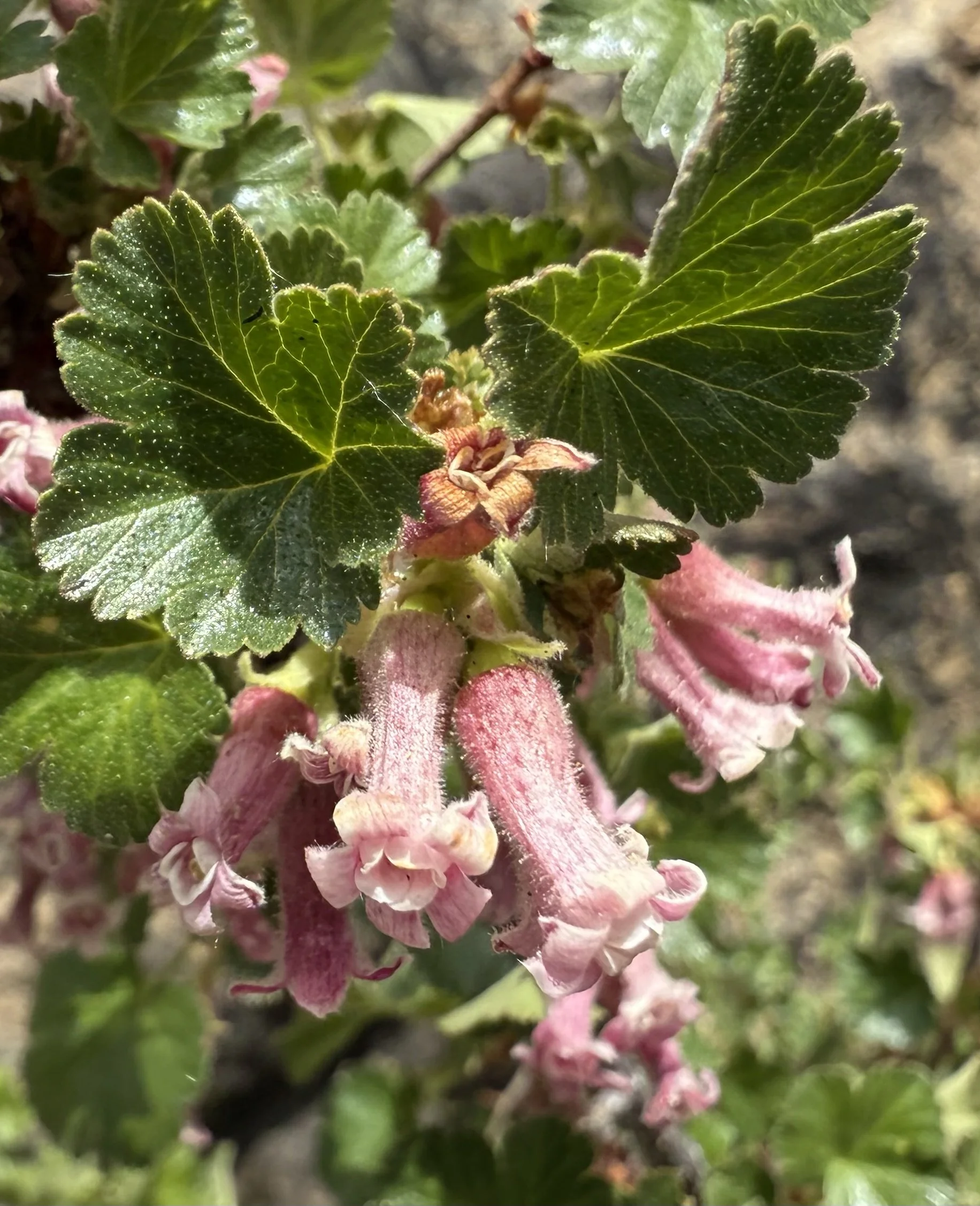 Wax currant, Ribes cereum, 5/21/26