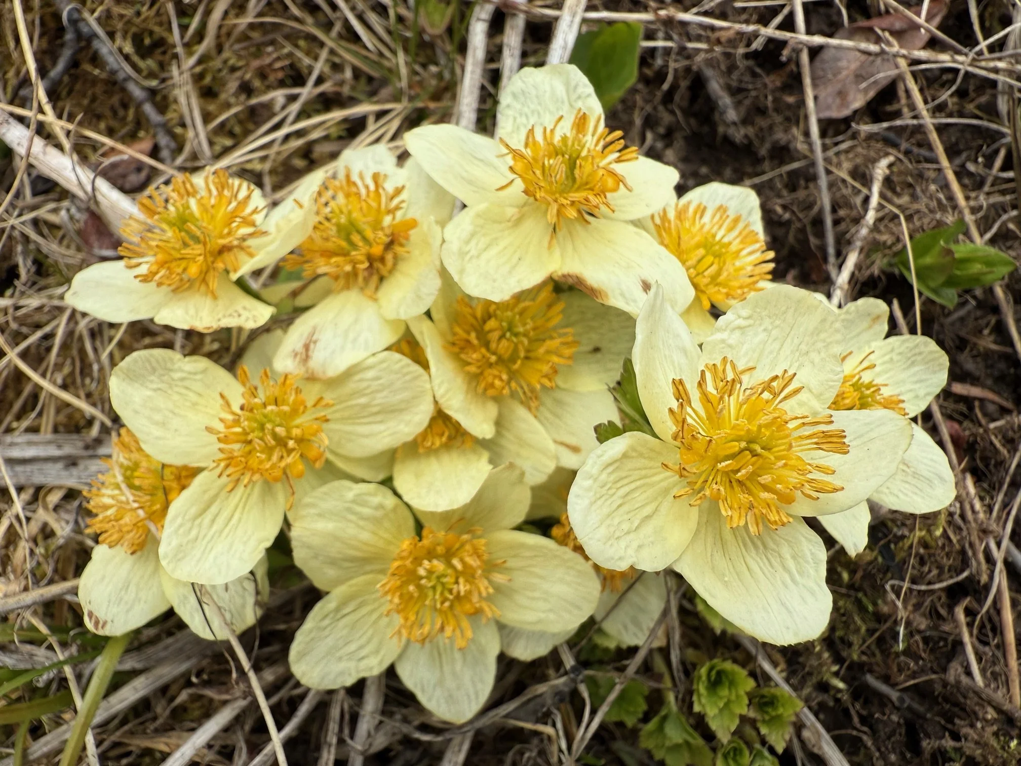 Globeflower, Trollius albiflorus, 5/21/26
