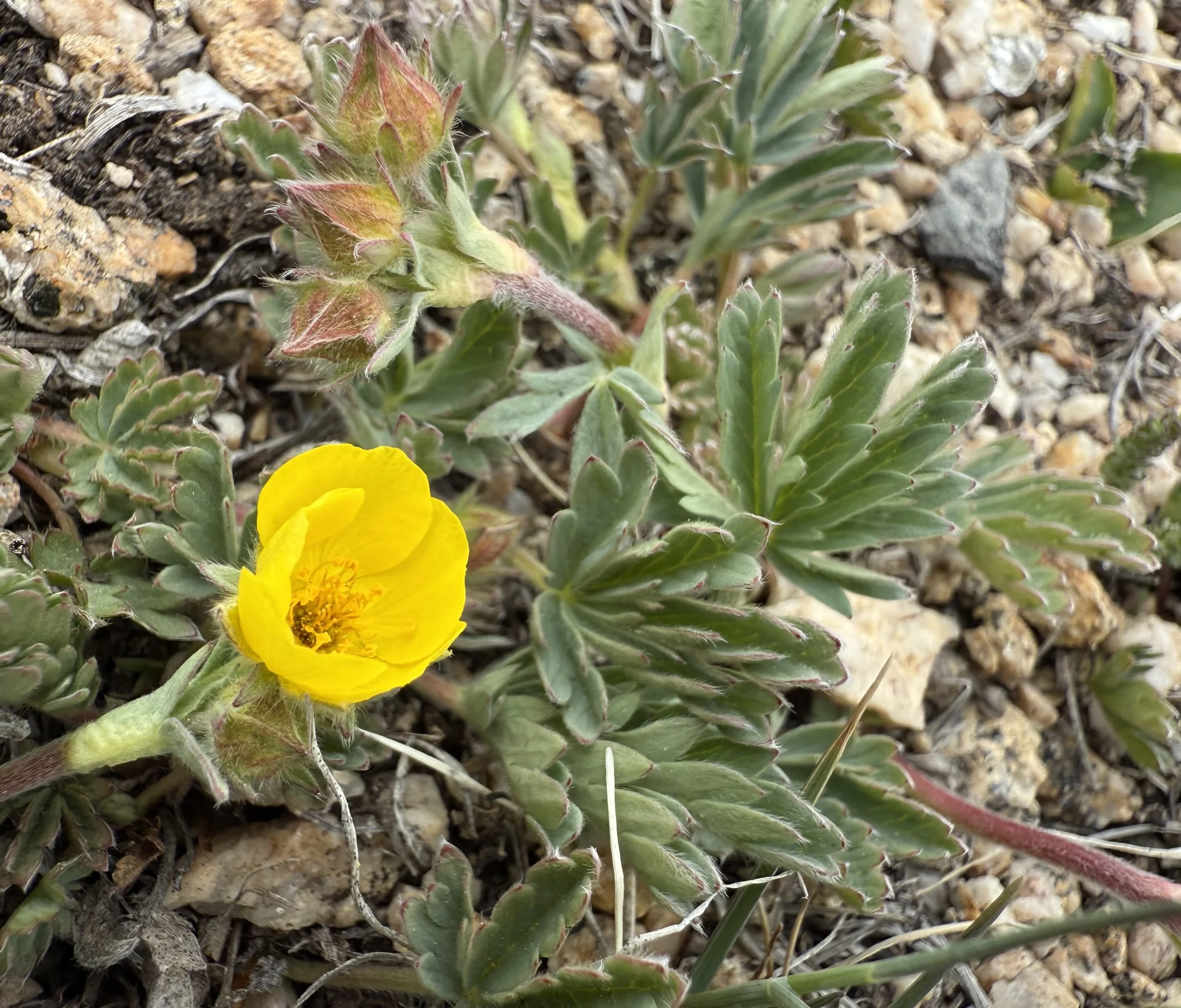Colorado cinquefoil, Potentilla subjuga, 5/21/26