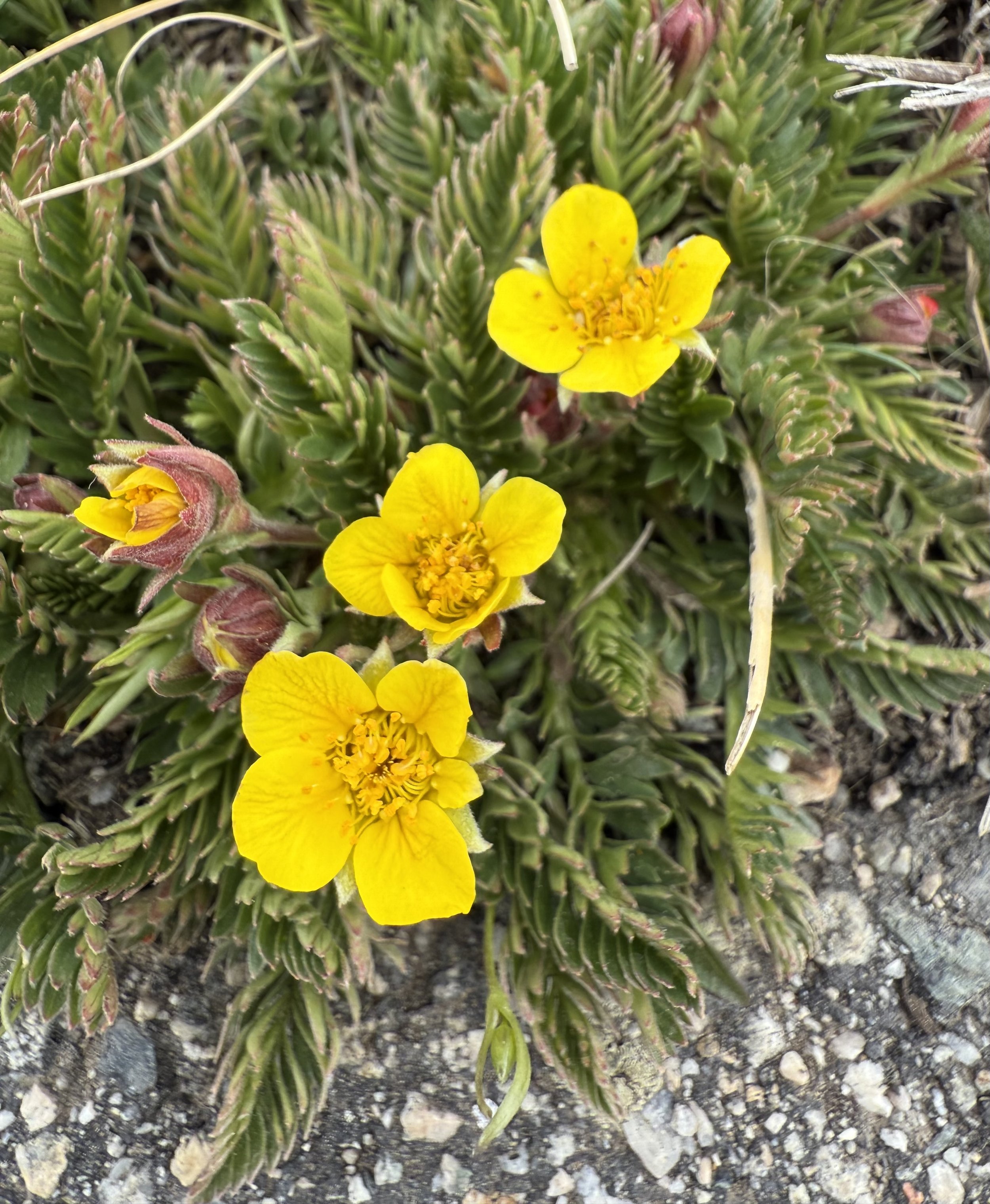 Alpine aven, Geum rossii, 5/21/26