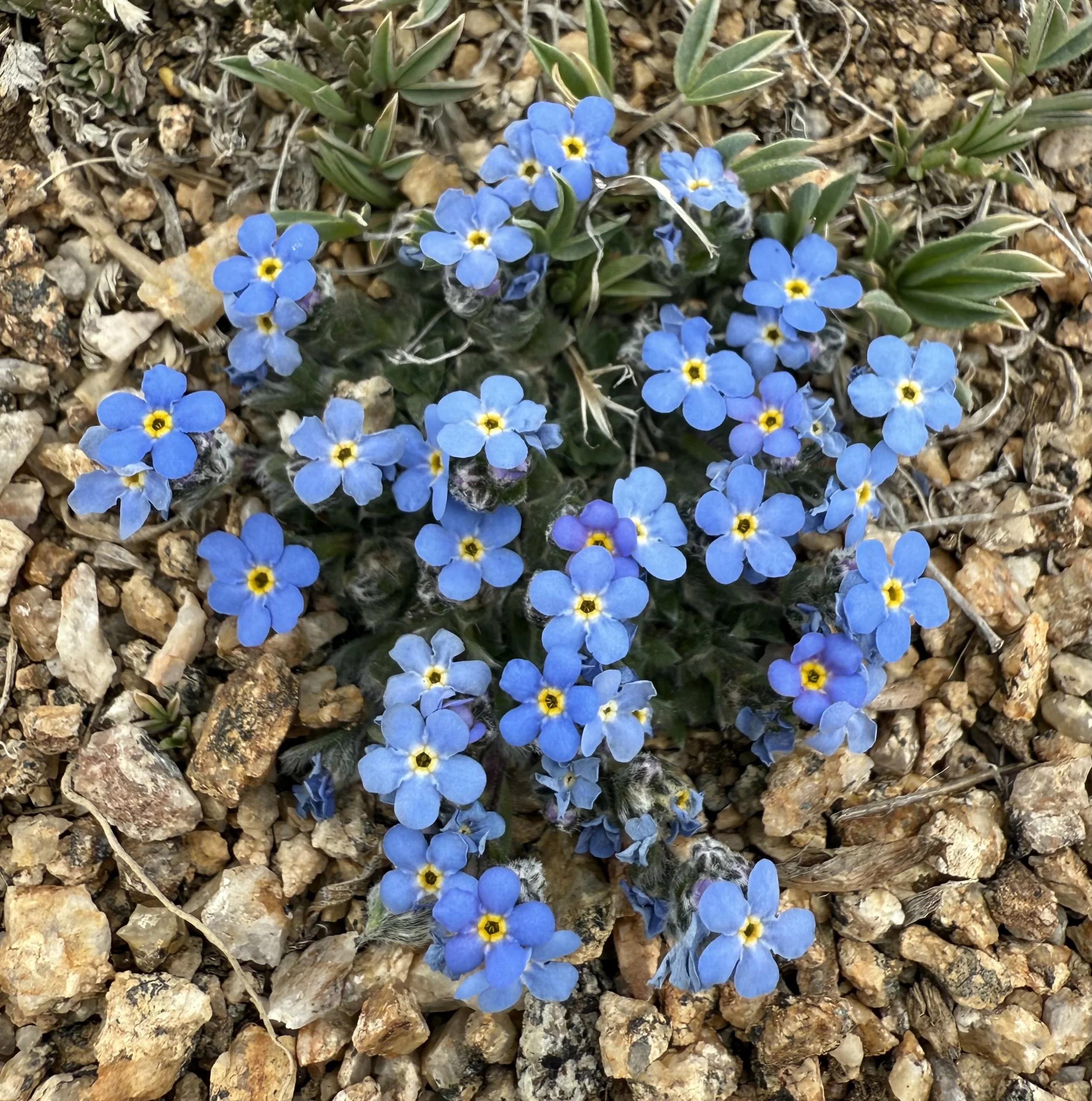 Alpine forget-me-not, Eritrichium nanum, 5/21/26