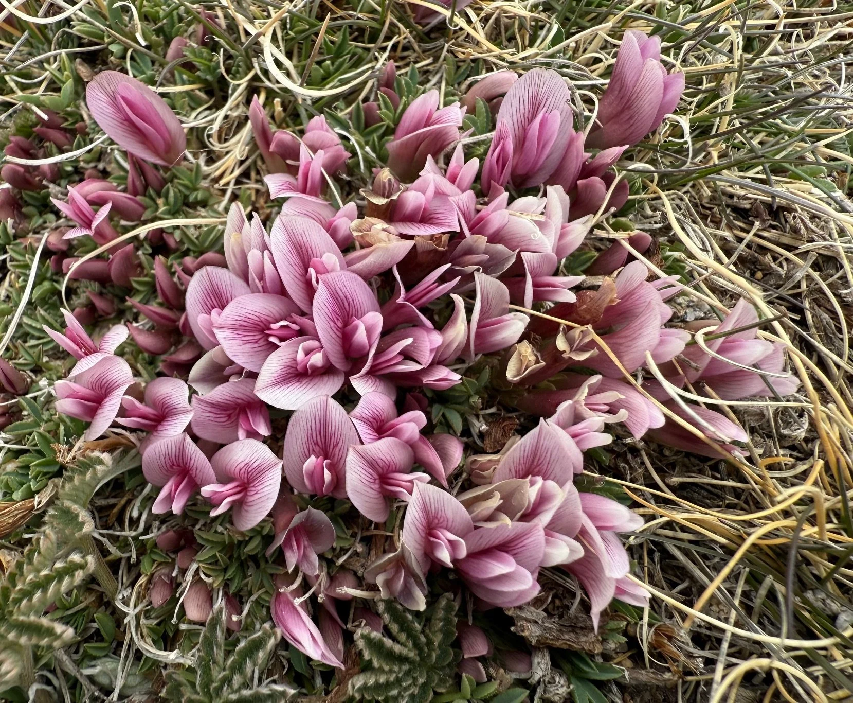 Dwarf clover, Trifolium nanum, 5/21/26