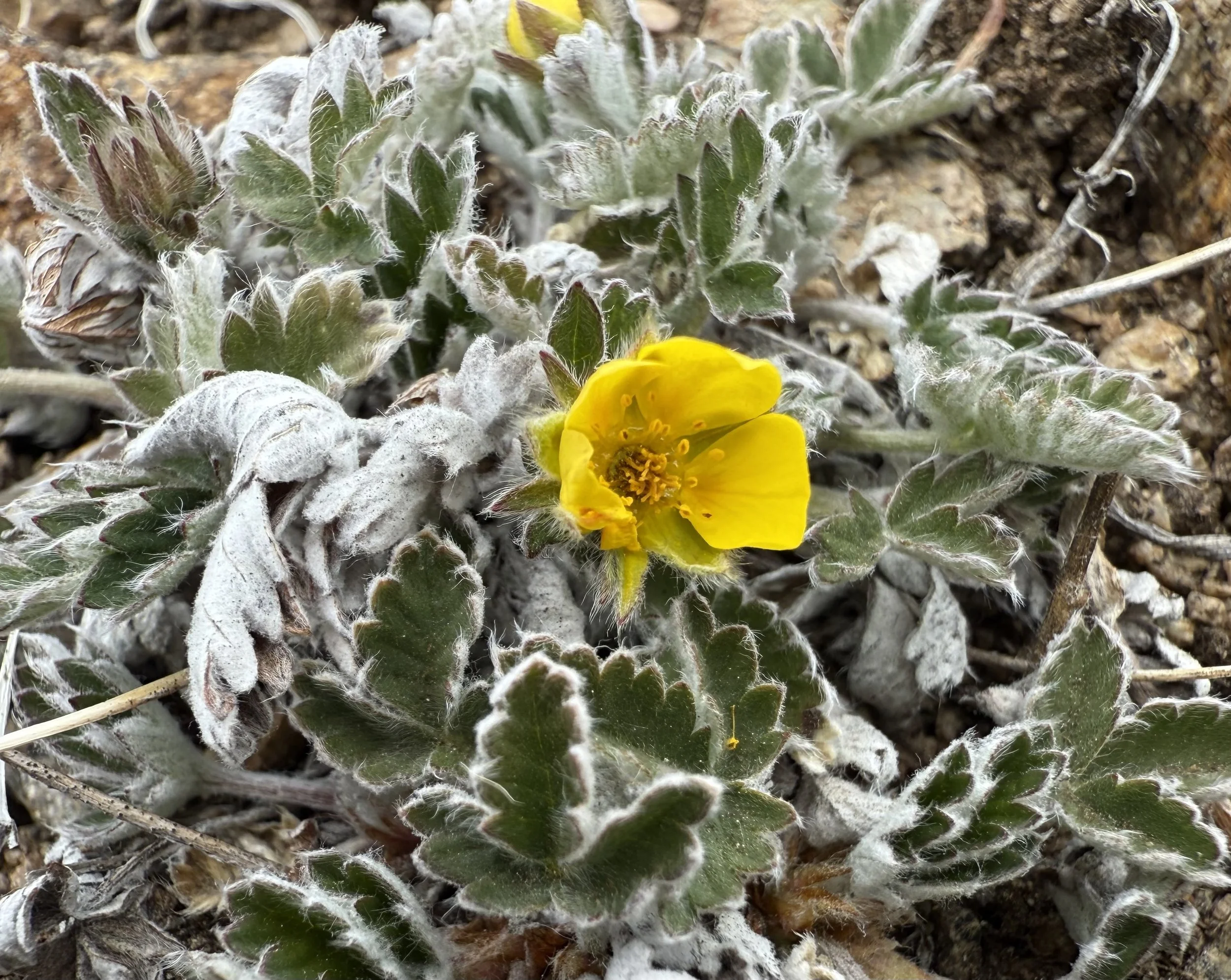 Snow cinquefoil, Potentilla nivea, 5/21/26