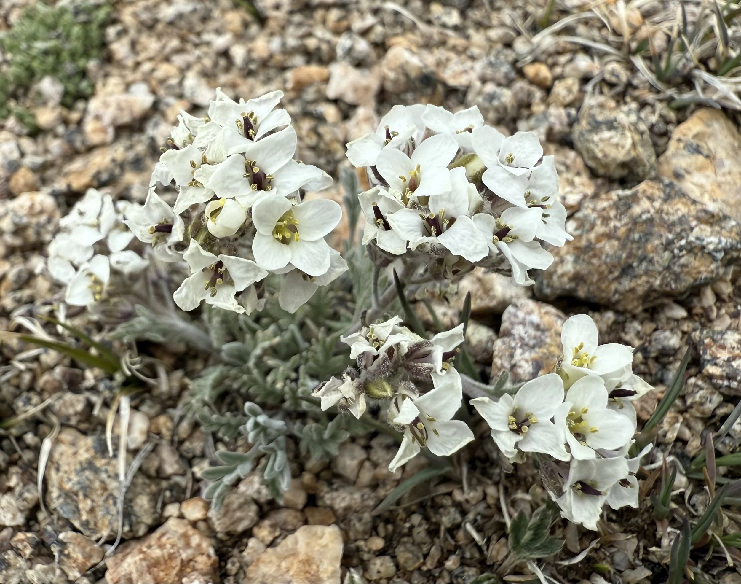Alpine smelowskia, Smelowskia americana, 5/21/26