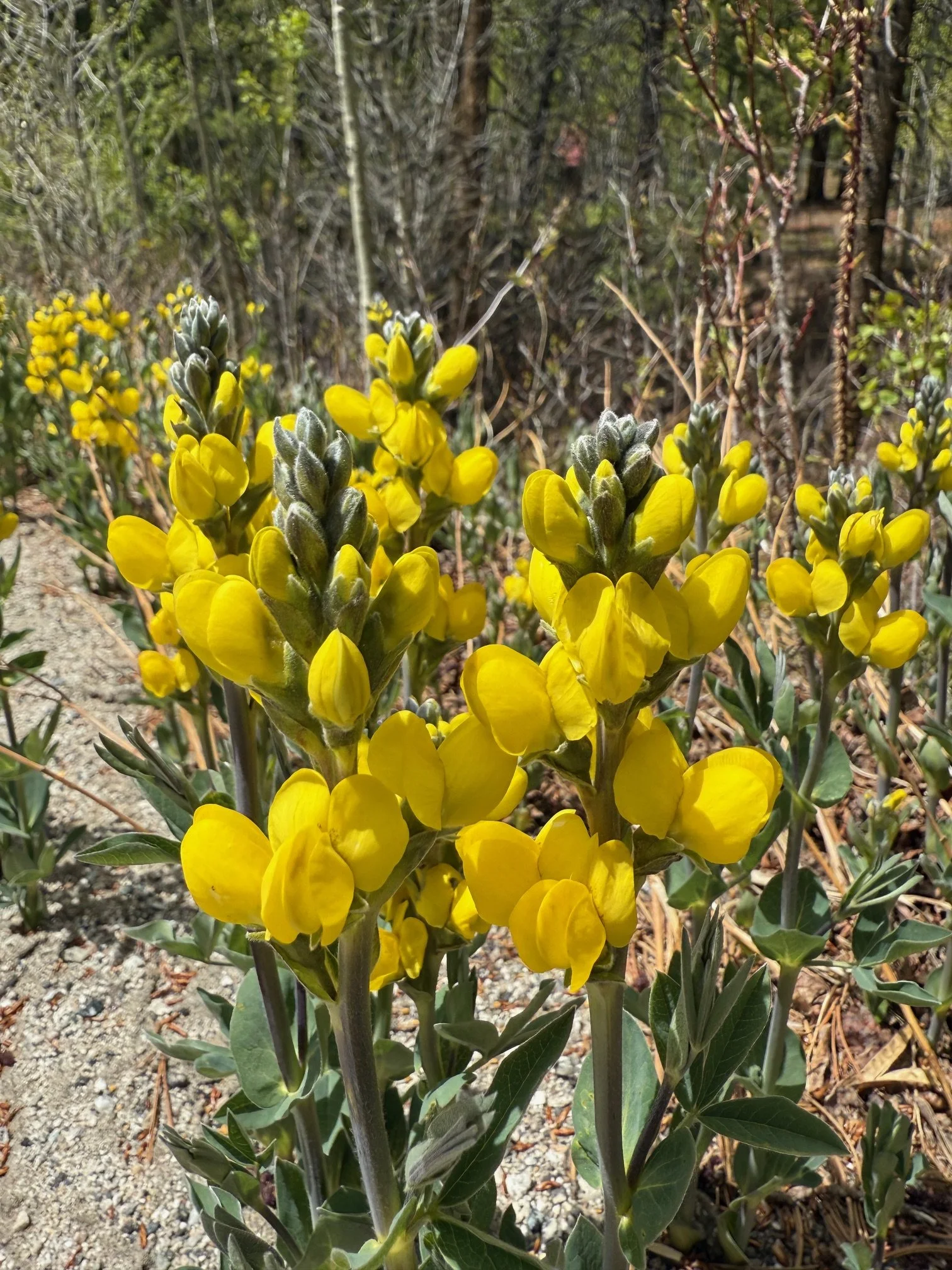 Golden banner, Thermopsis montana, 5/21/26