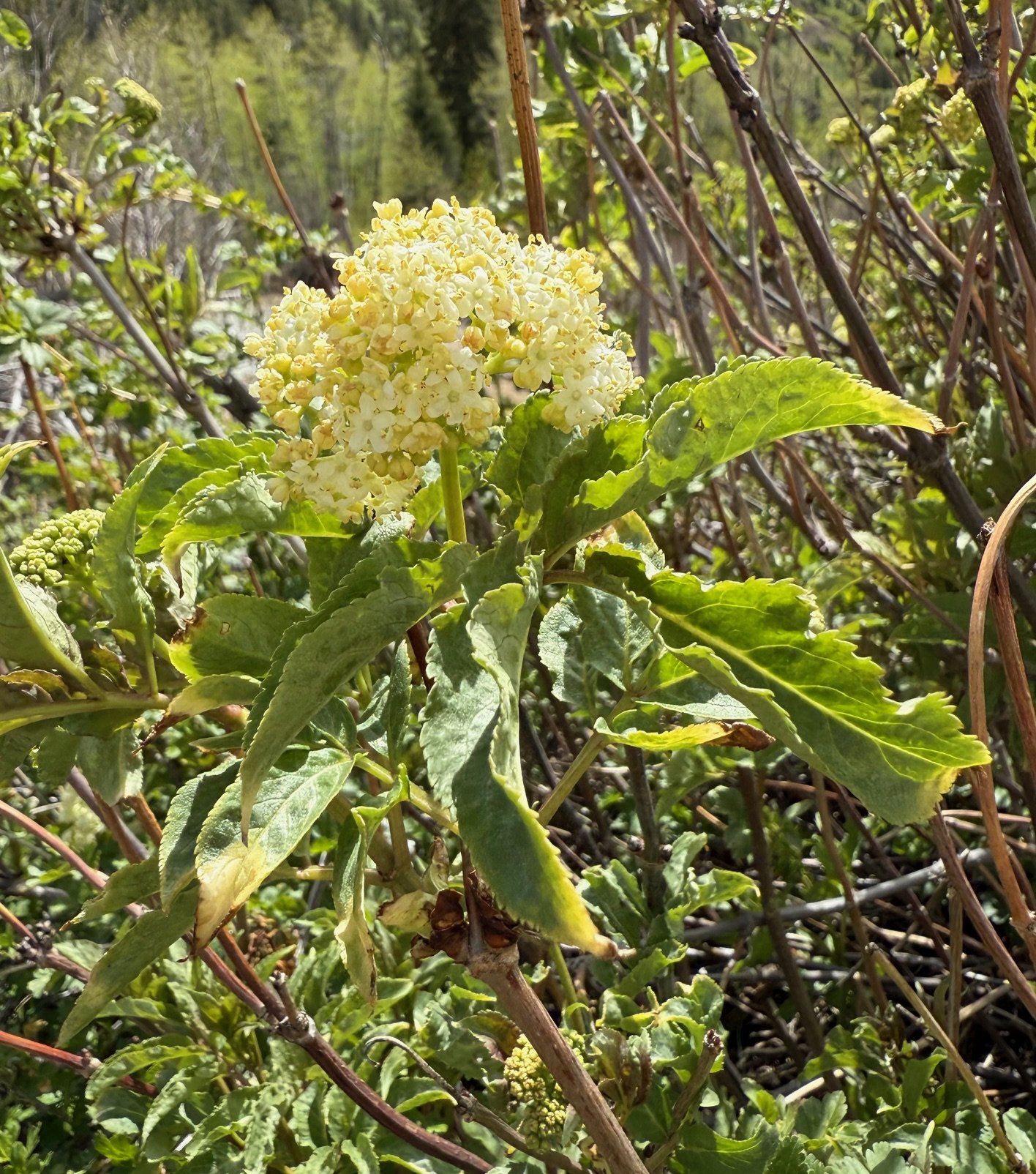 Red elderberry, Sambucus racemosa, 5/21/26
