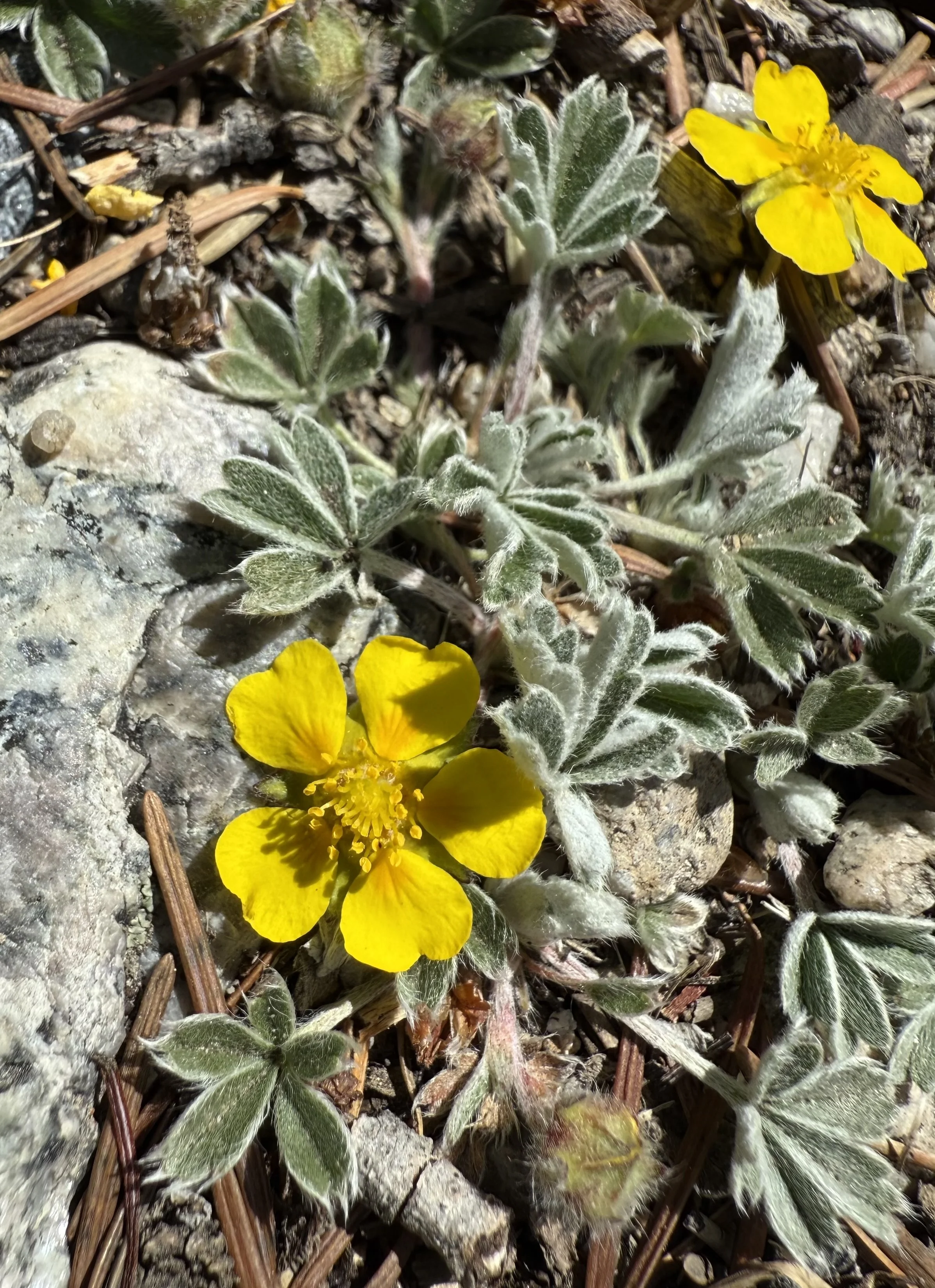 Elegant cinquefoil, Potentilla bicrenata, 5/21/26