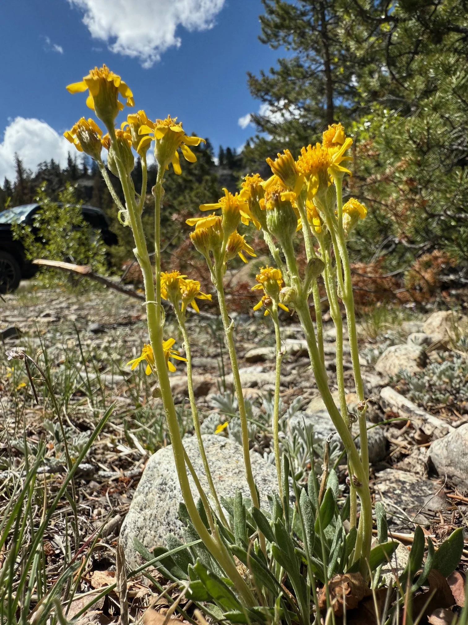 Richardson's bitterweed, Hymenoxis richardsonii, 5/21/26