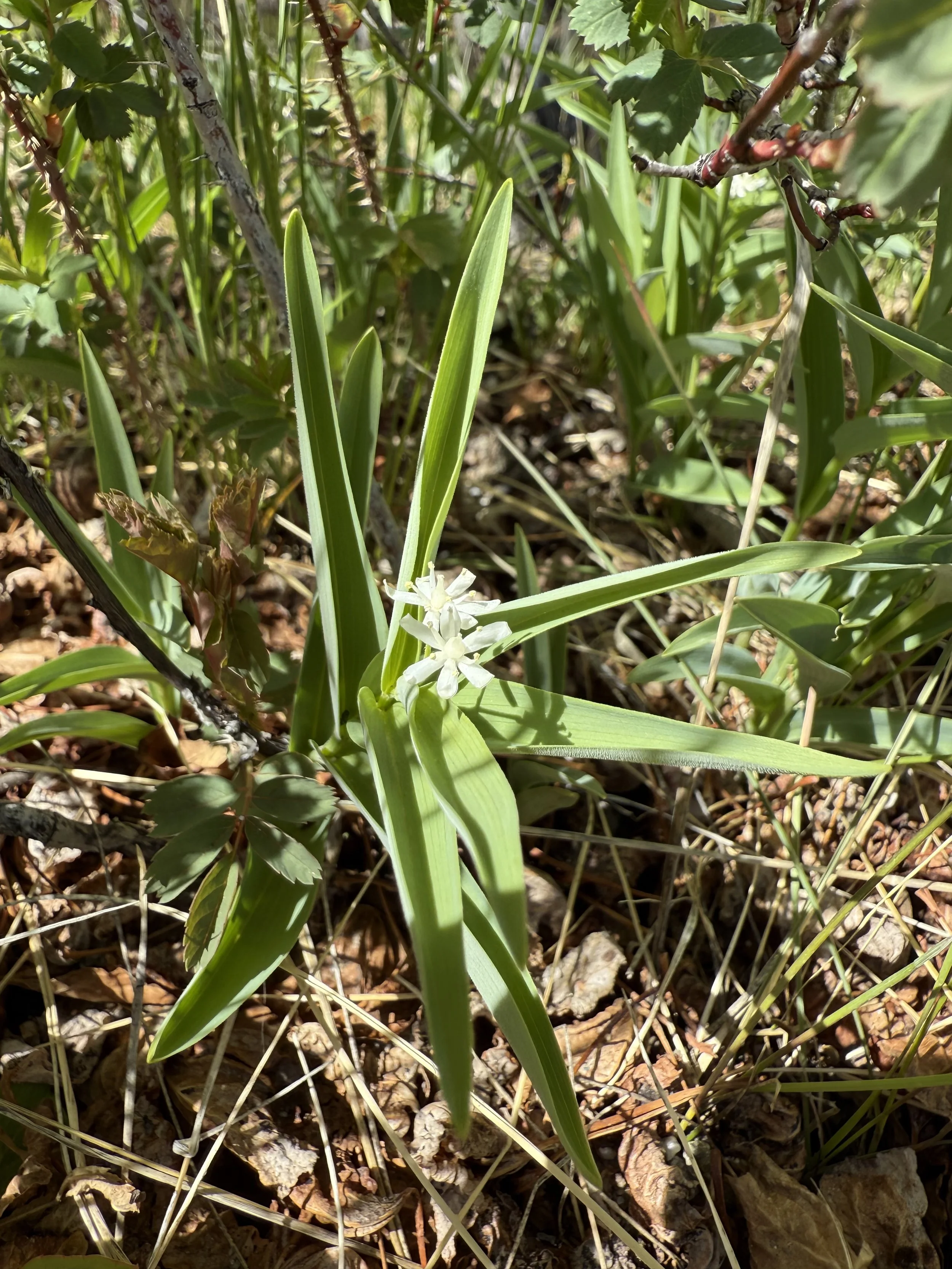 False Solomon's seal, Maianthemum stellatum, 5/21/26