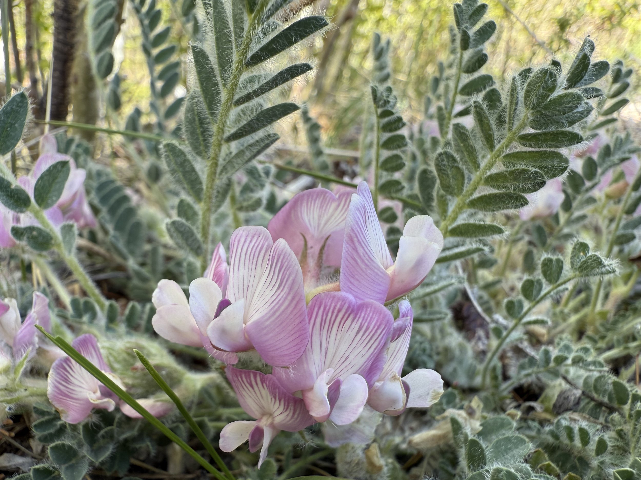 Milkweed TBD, Astragalus sp., 5/21/26