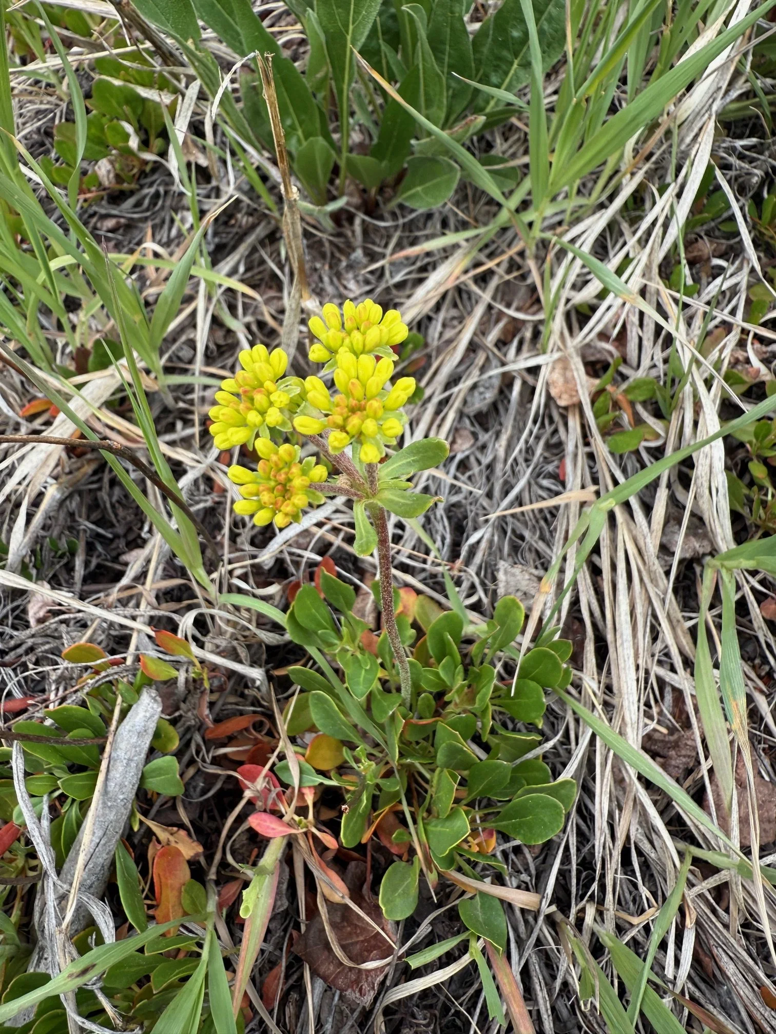 Yellow buckwheat, Eriogonum umbellatum, 5/26/26