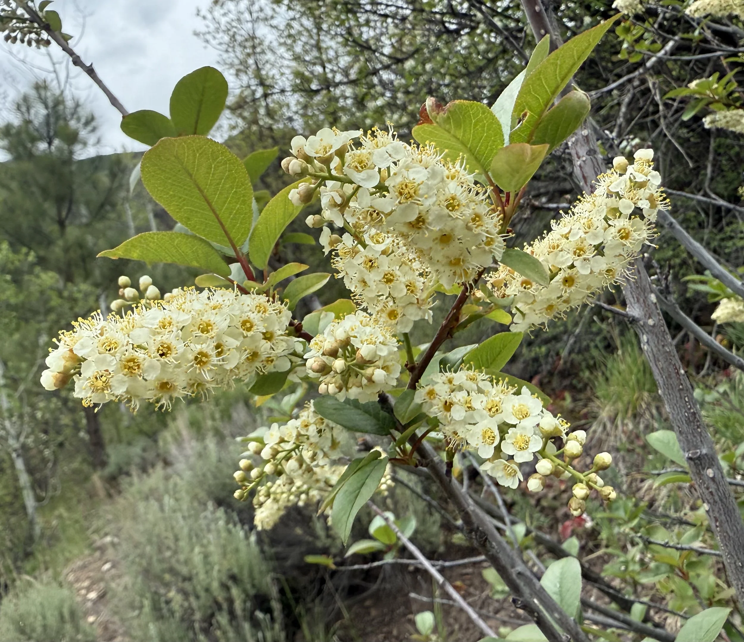 Chokecherry, Prunus virginiana, 5/26/26