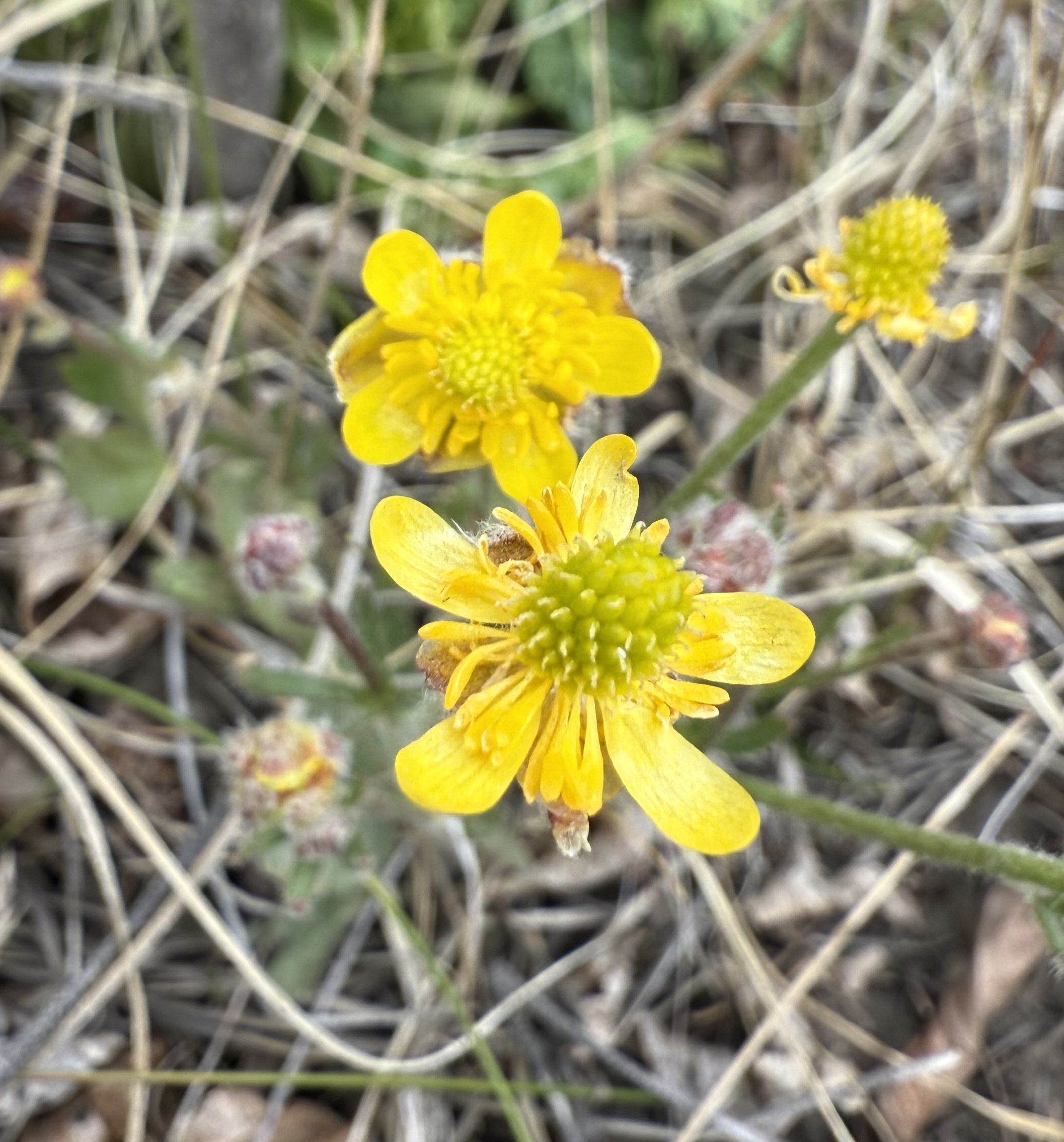 Heart-leaved buttercup, Ranunculus cardiophyllus, 5/26/26
