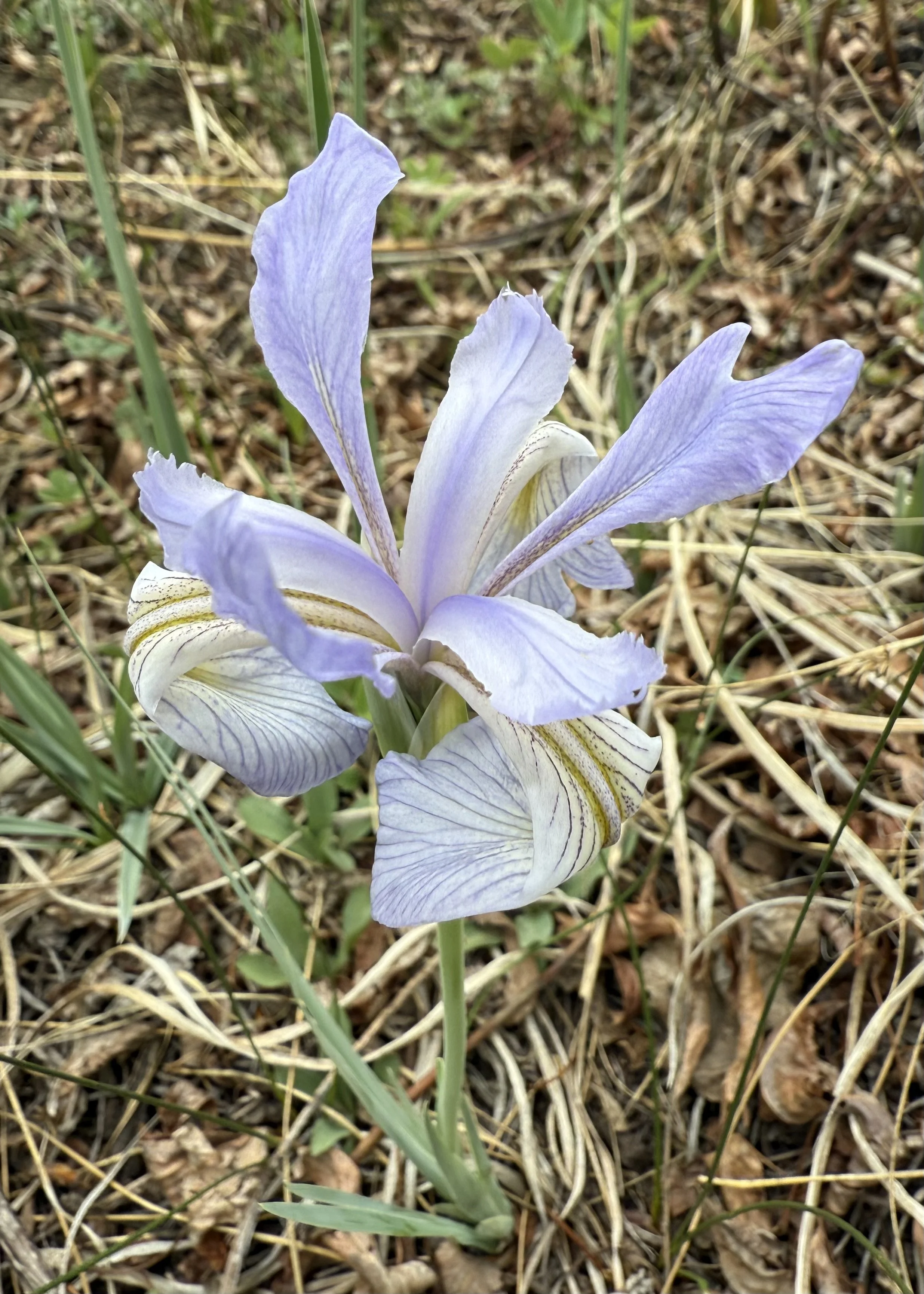 Wild iris, Iris missouriensis, 5/26/26