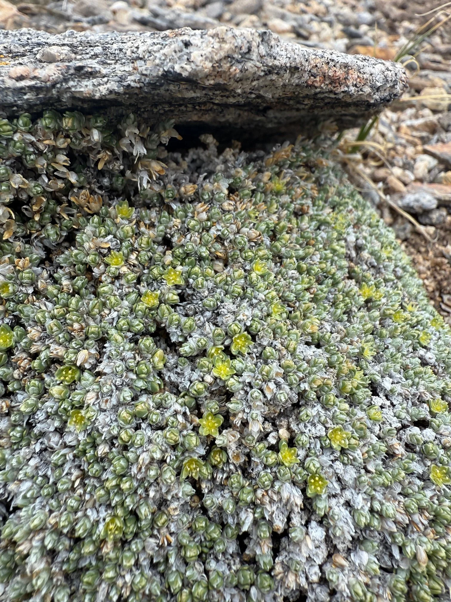 Alpine nailwort, Paronychia pulvinata, 5/26/26