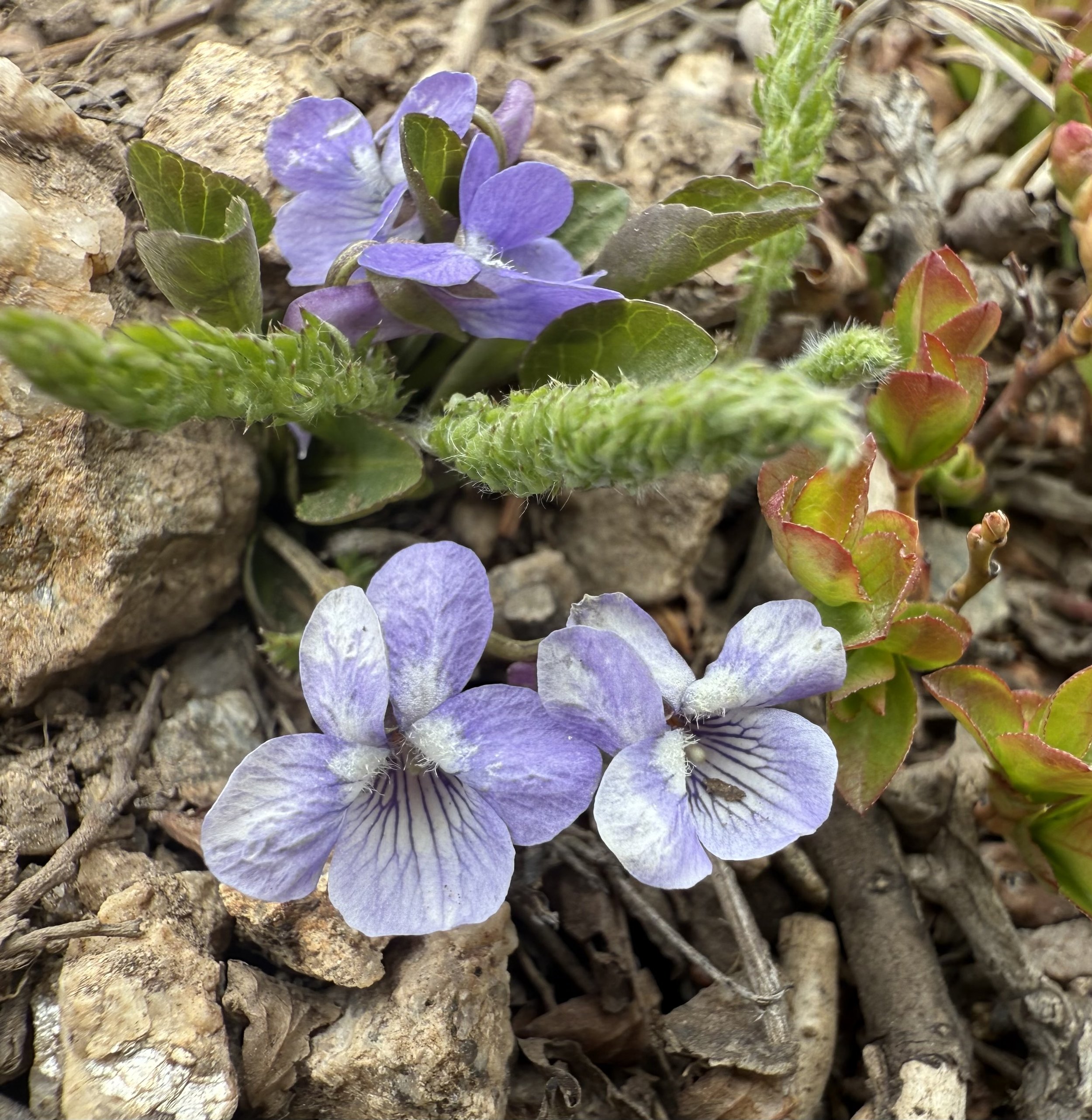Blue violet, Viola adunca, 5/26/26