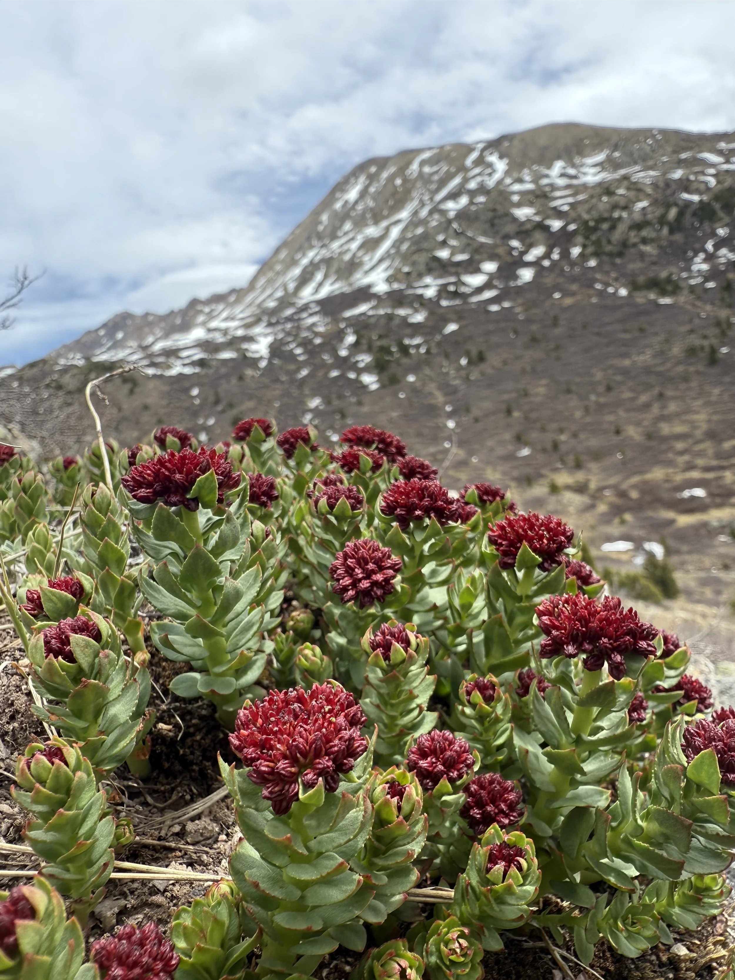 King's crown, Rhodiola integrifolia, 5/26/26