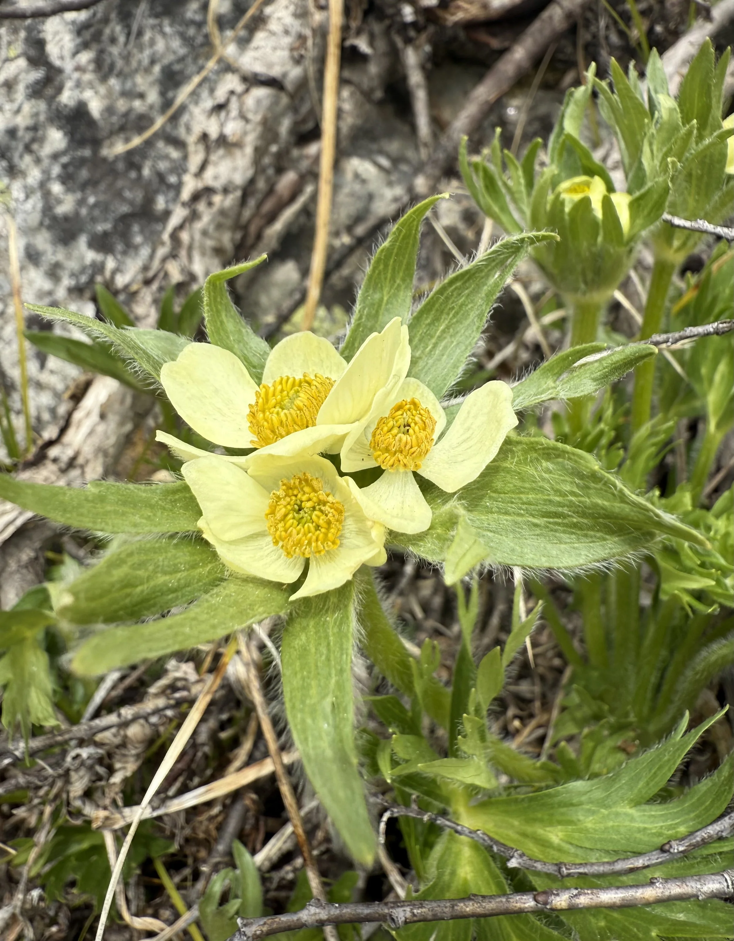 Narcissus anemone, Anemonastrum narcissiflorum, 5/26/26