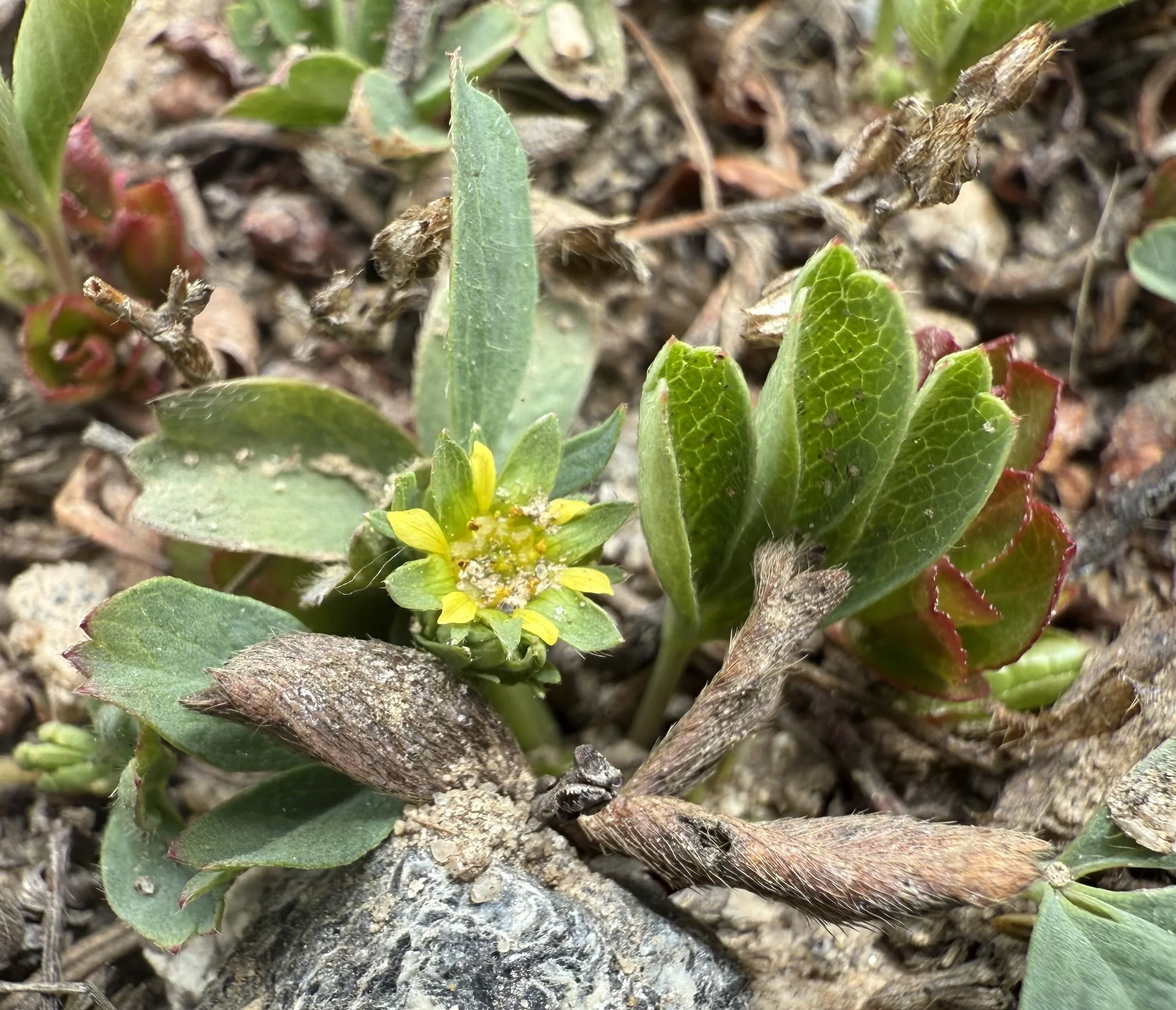 Sibbaldia, Sibbaldia procumbens, 5/26/26