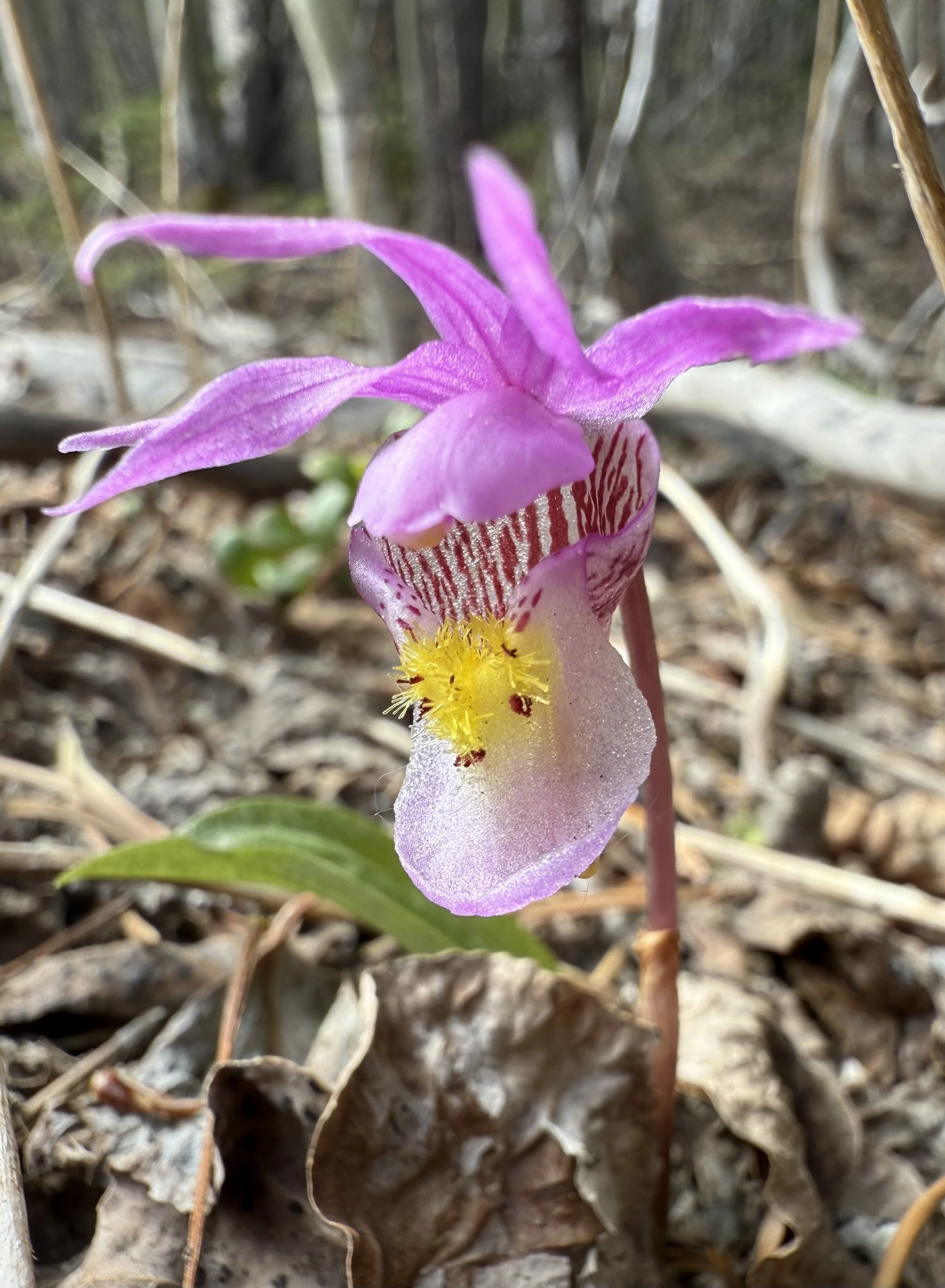 Fairy slipper, Calypso bulbosa, 5/26/26