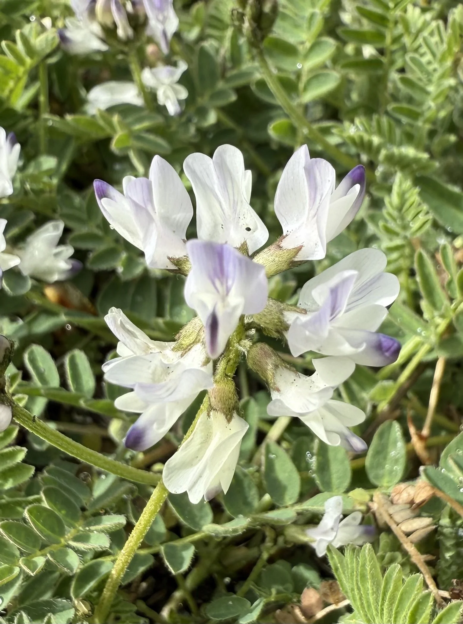 Alpine milkvetch, Astragalus alpinus, 5/26/26