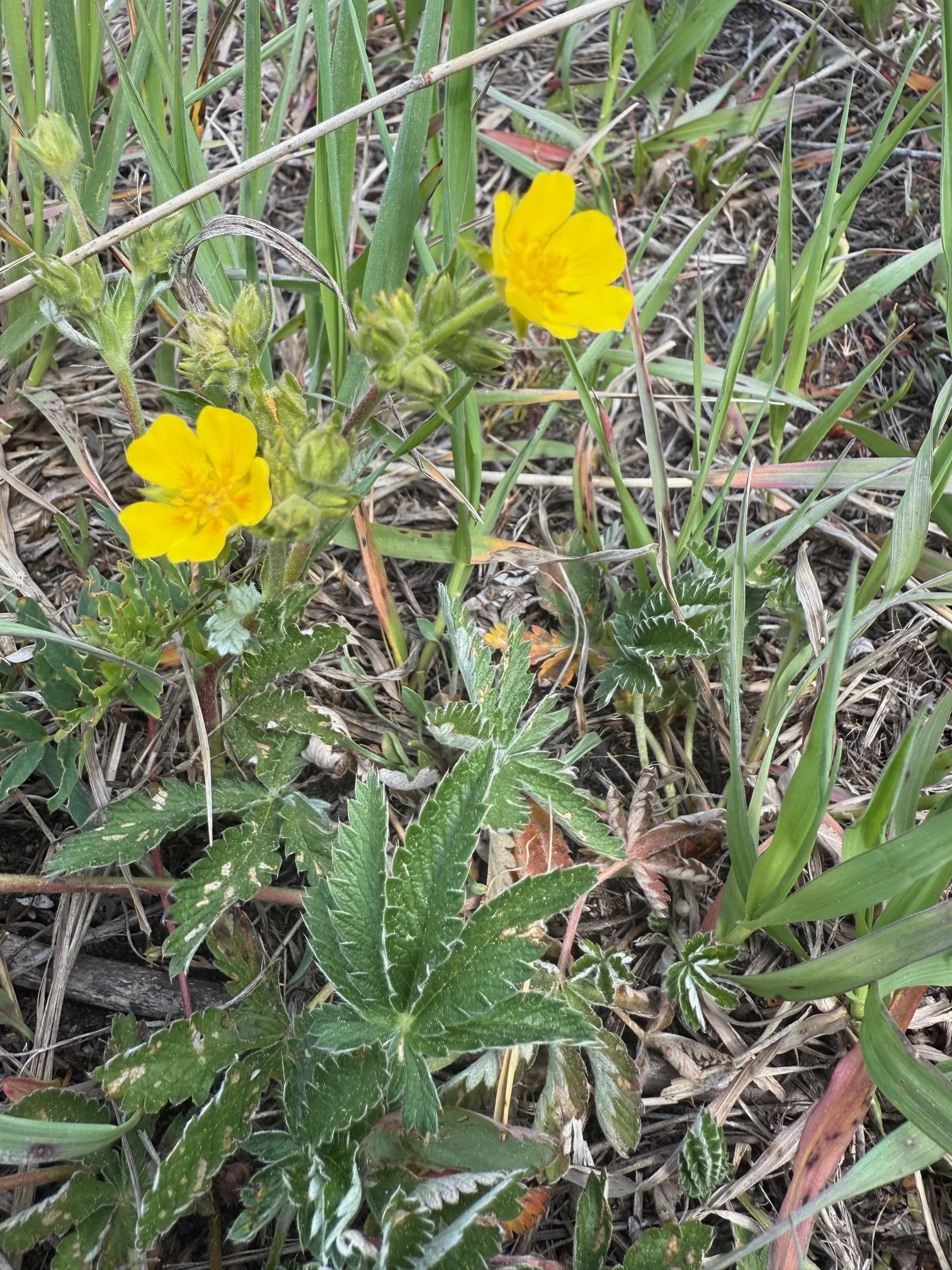 Beautiful cinquefoil, Potentilla pulcherrima, 5/27/26