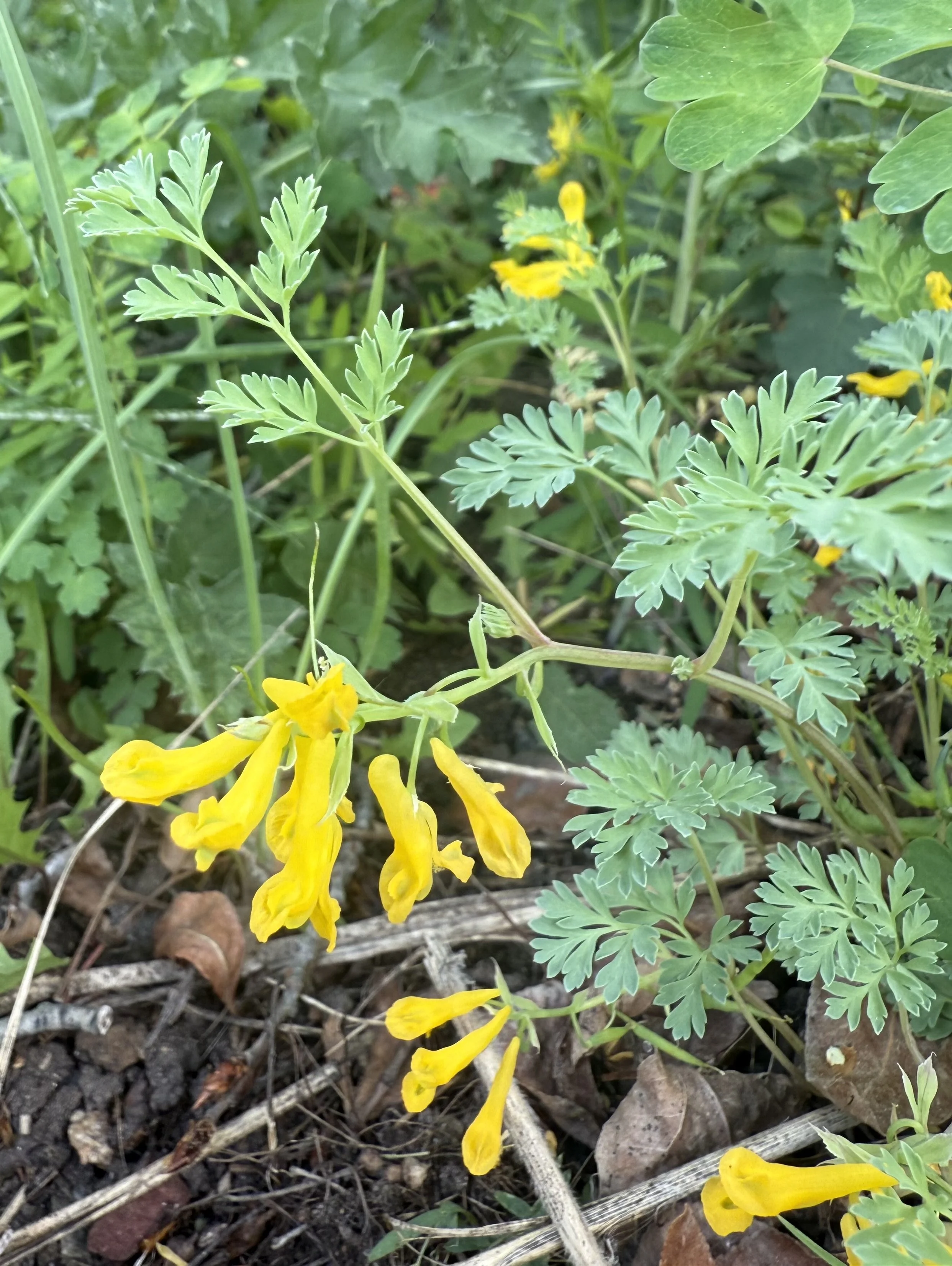 Golden smoke, Corydalis aurea, 5/27/26