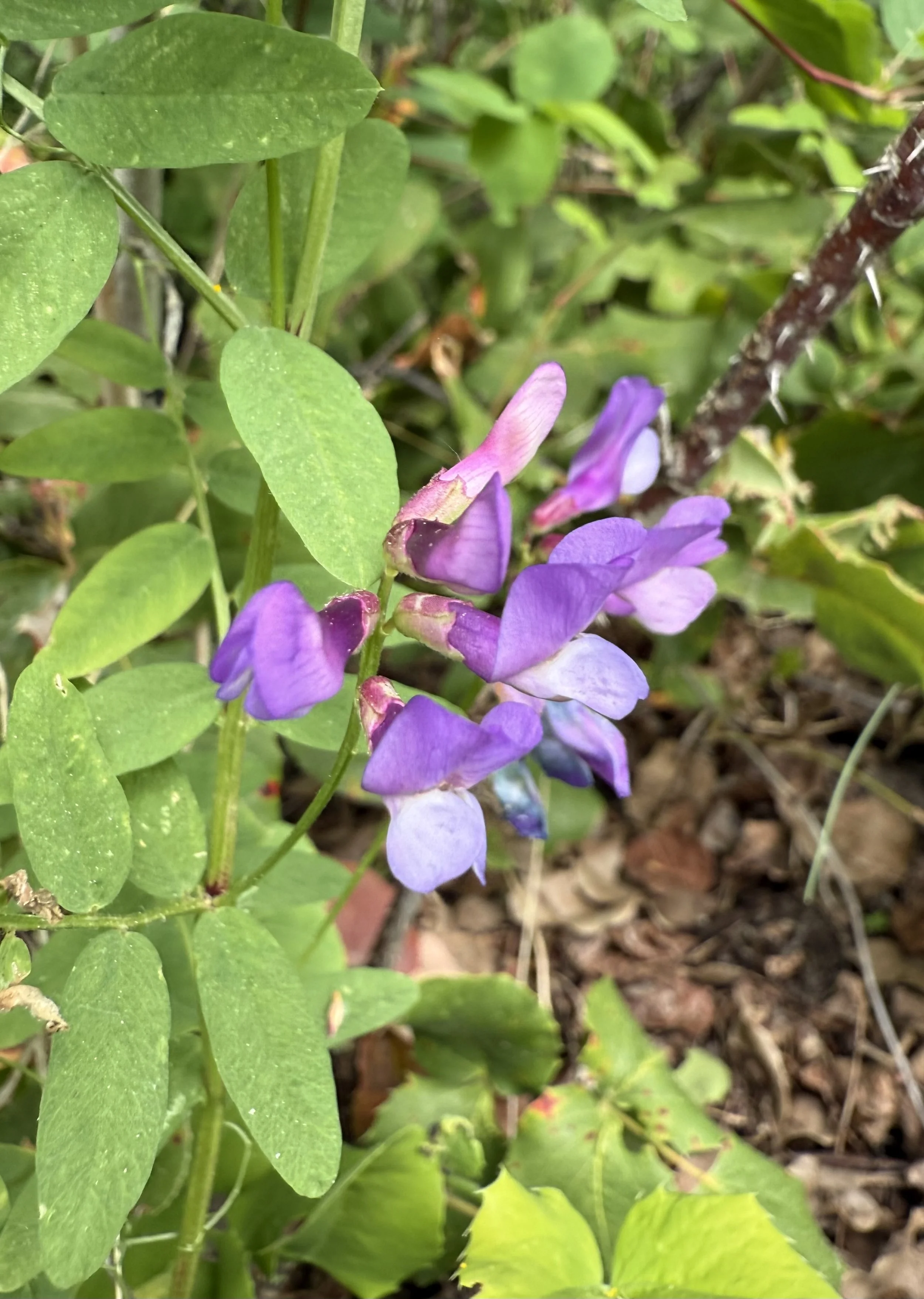 American vetch, Vicia americana, 5/27/26