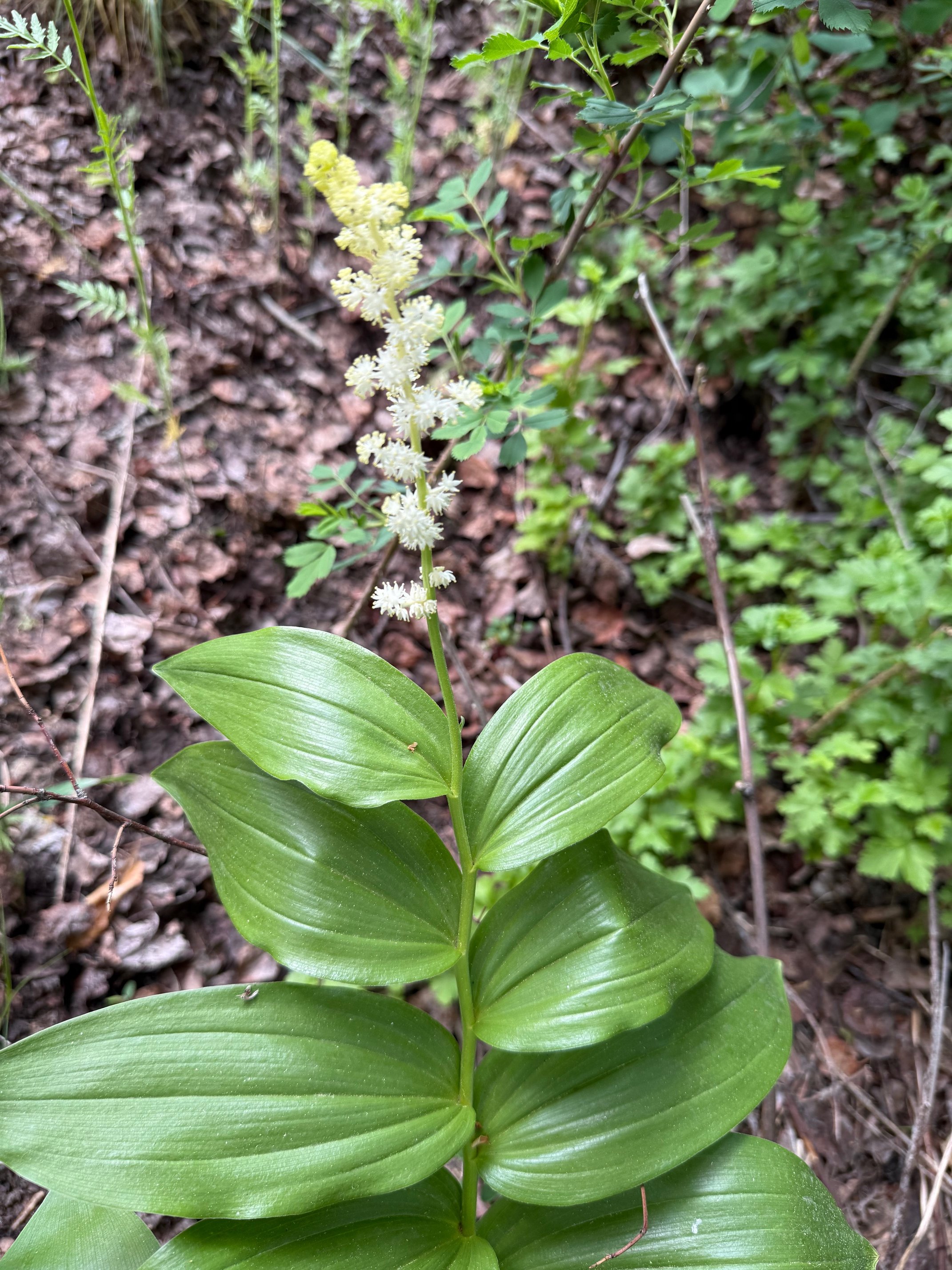 Large false Solomon's seal, Maianthemum ampleicaule, 5/27/26