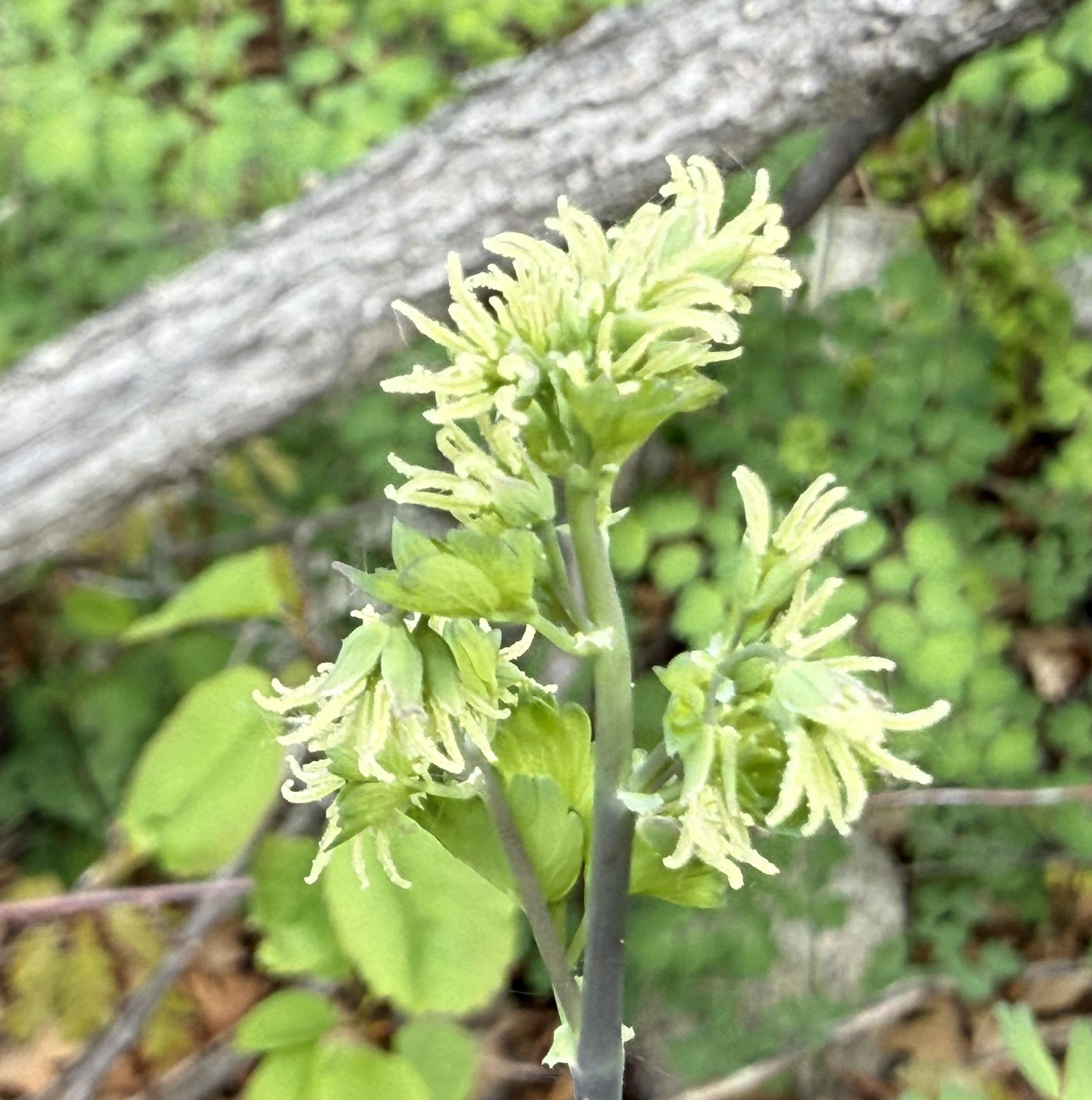 Fendler's meadowrue (female), Thalictrum fendleri, 5/27/26