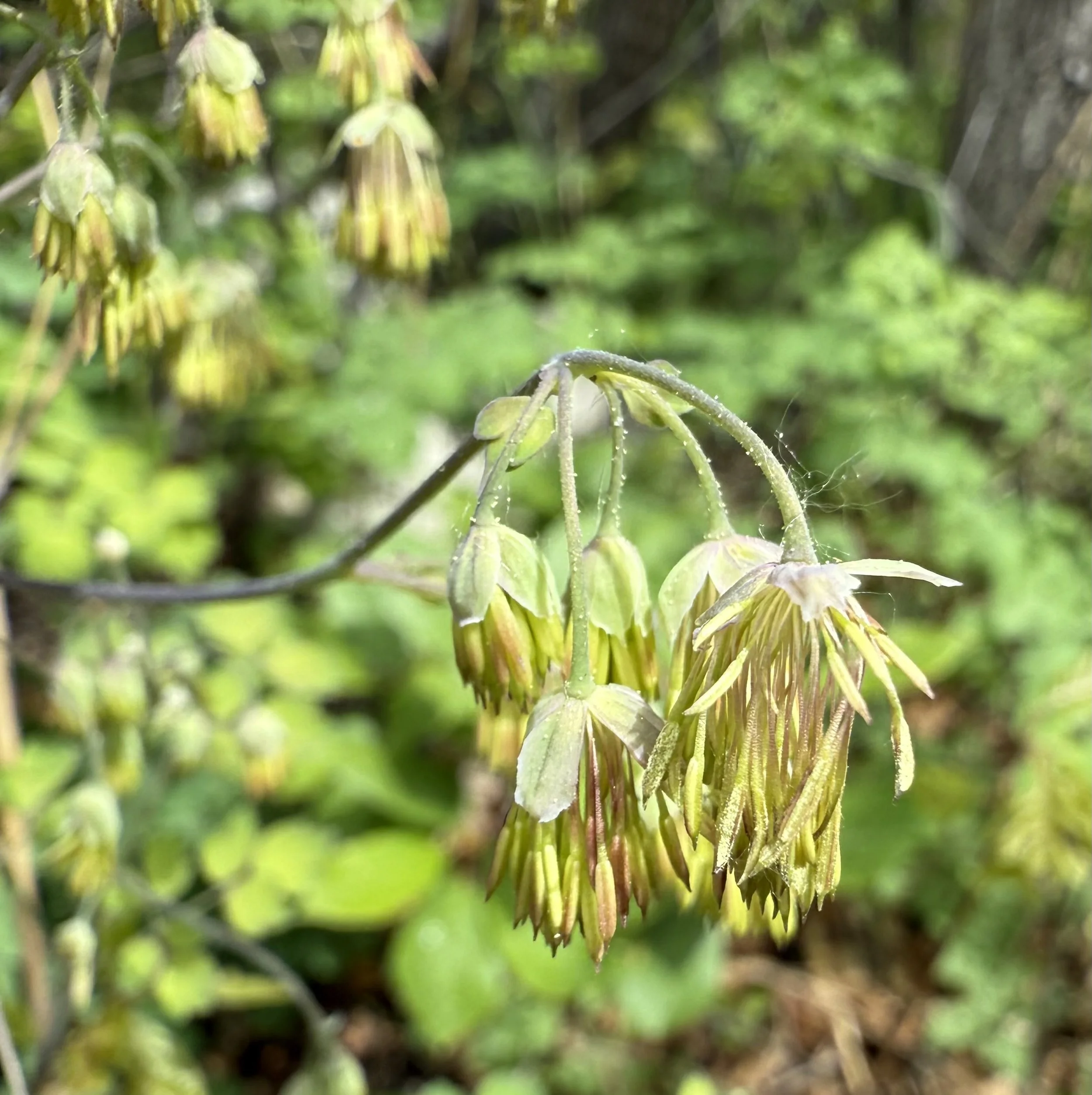 Fendler's meadowrue (male), Thalictrum fendleri, 5/27/26