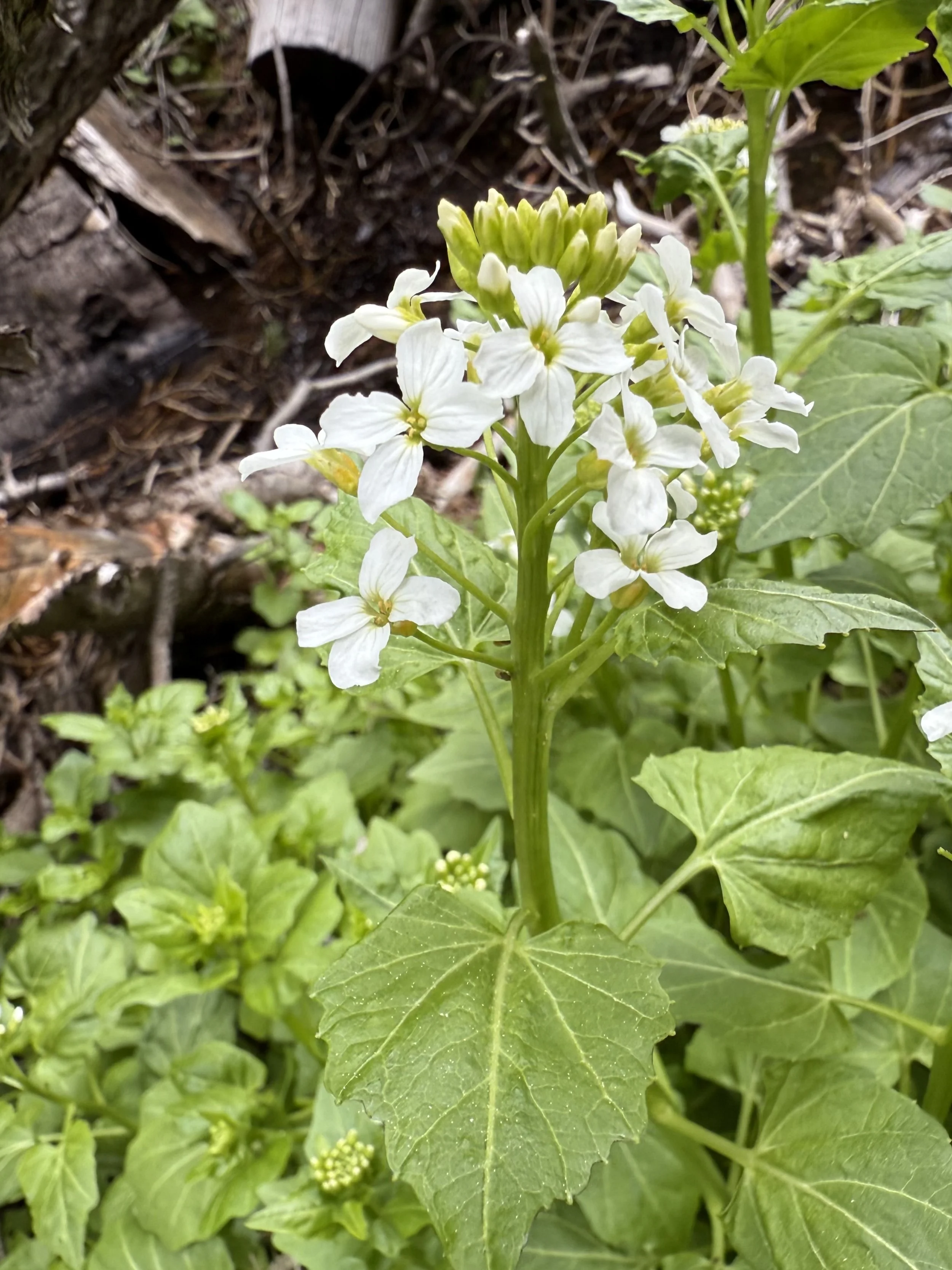 Heartleaf bittercress, Cardamine cordifolia, 5/28/26
