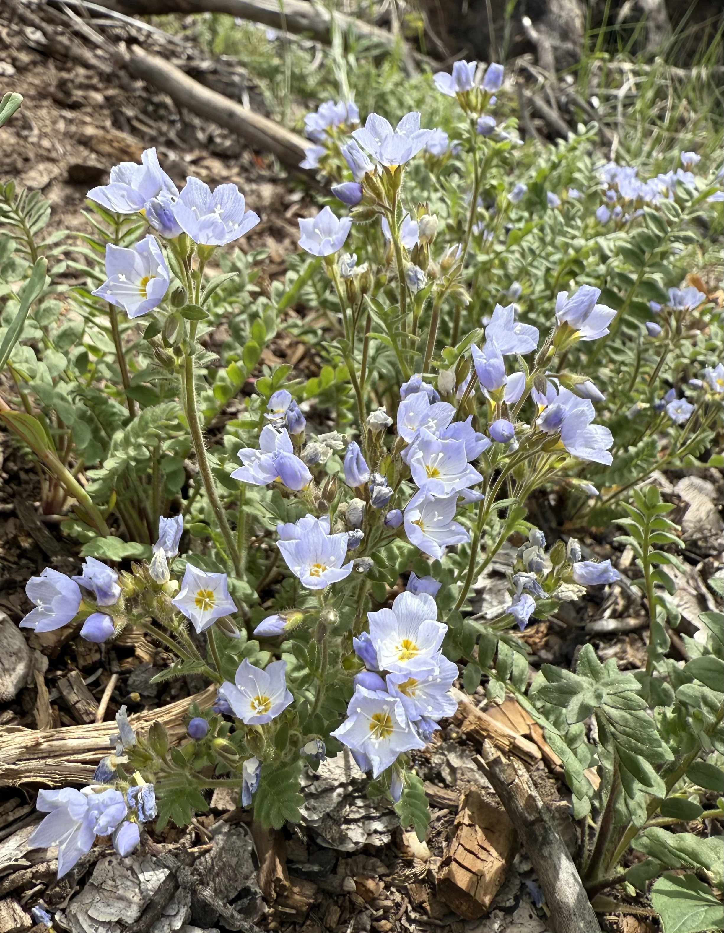 Jacob's ladder, Polemonium pulcherrimum, 5/28/26