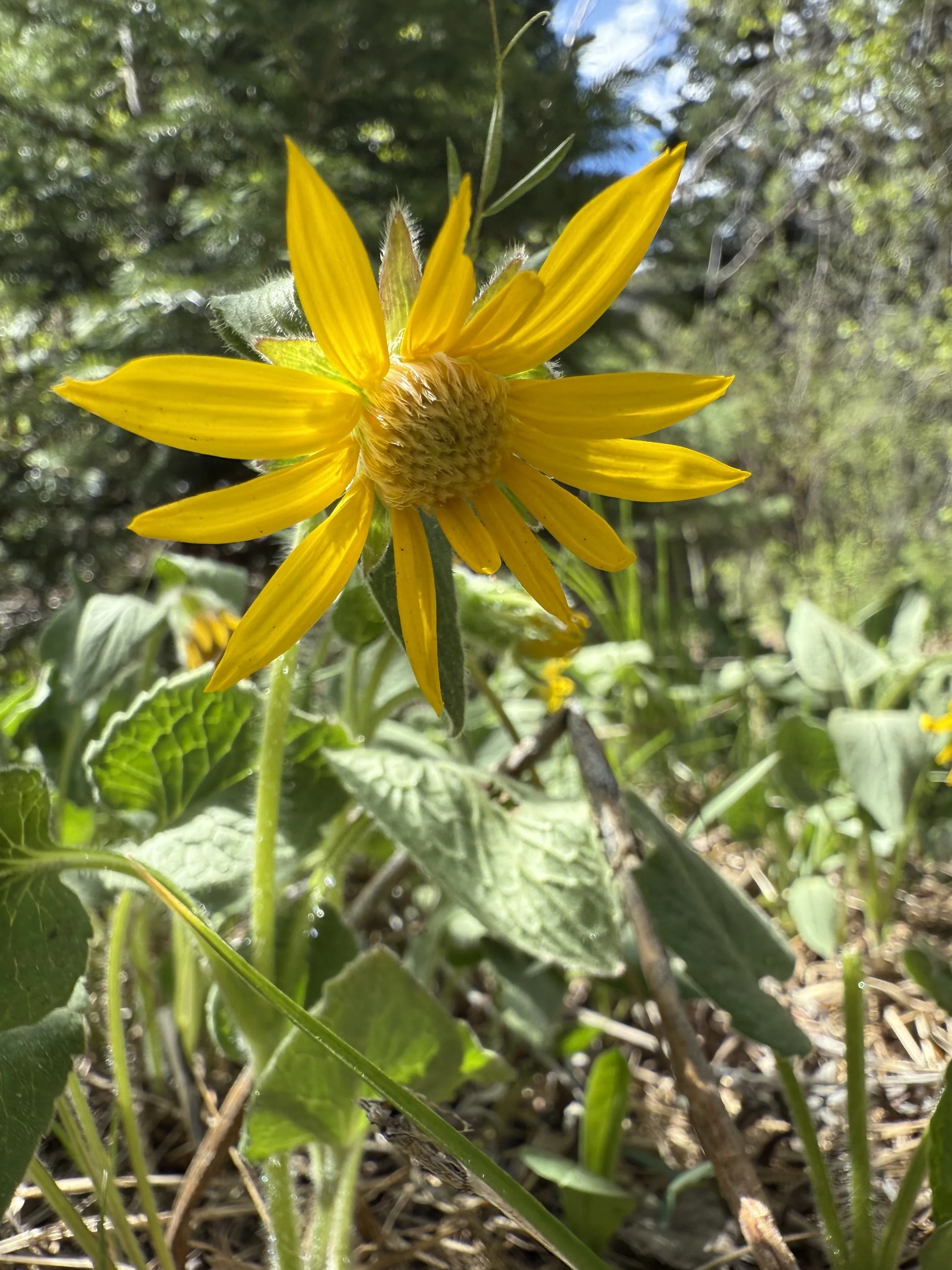 Heartleaf arnica, Arnica cordifolia, 5/28/26