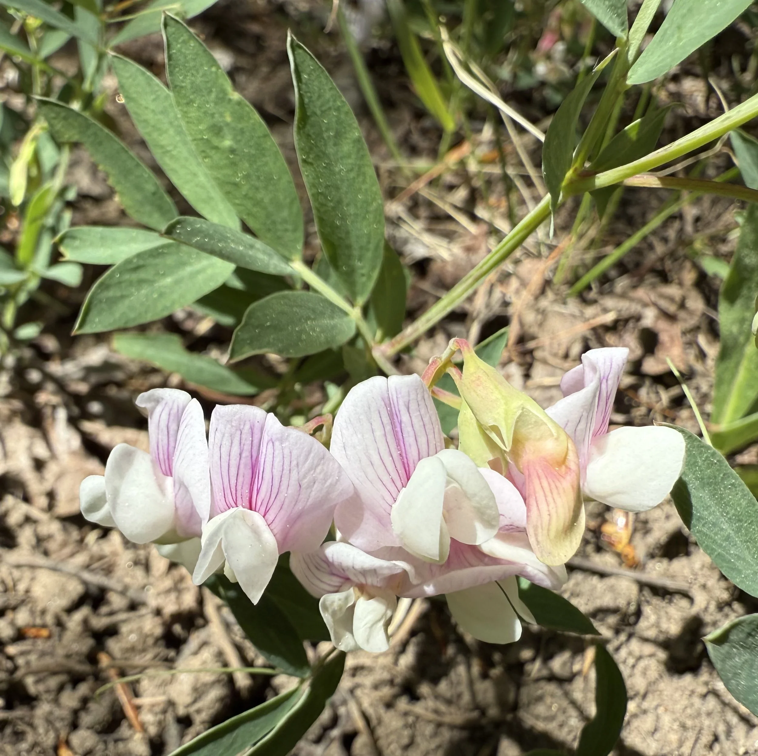 Aspen peavine, Lathyrus lanszwertii, 5/28/26