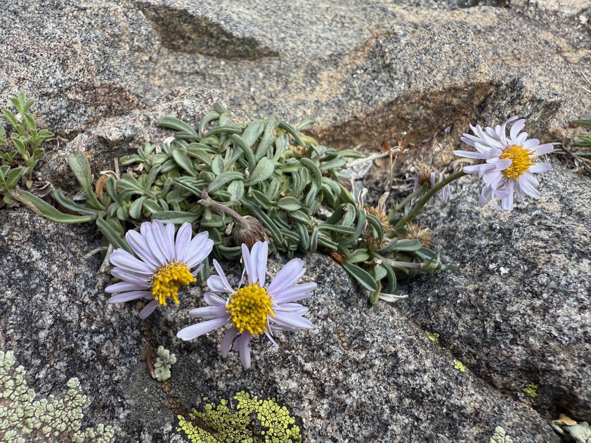 Rockslide daisy, Erigeron leiomerus, 5/28/26