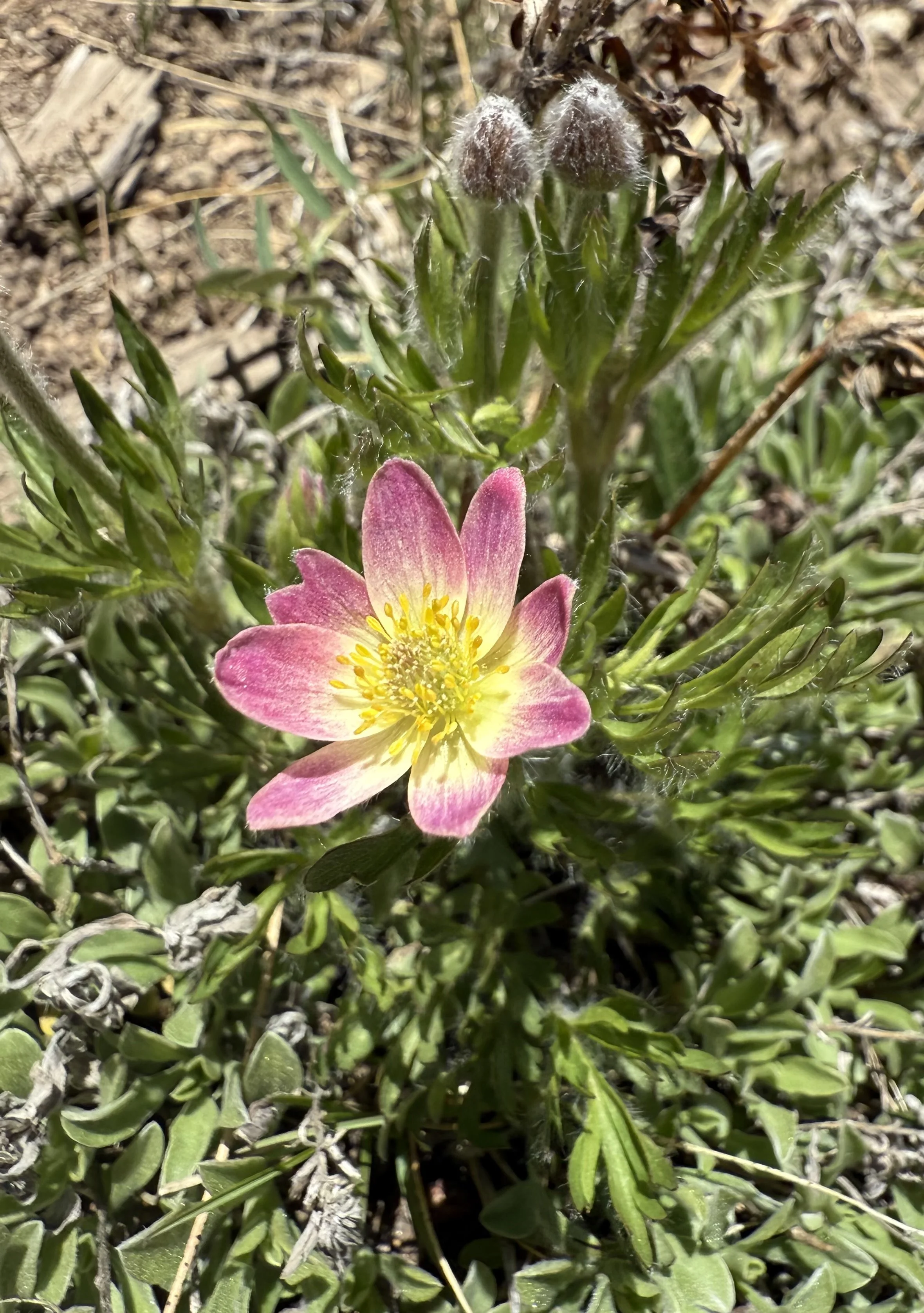 Wind anemone, Anemone multifida, 5/28/26