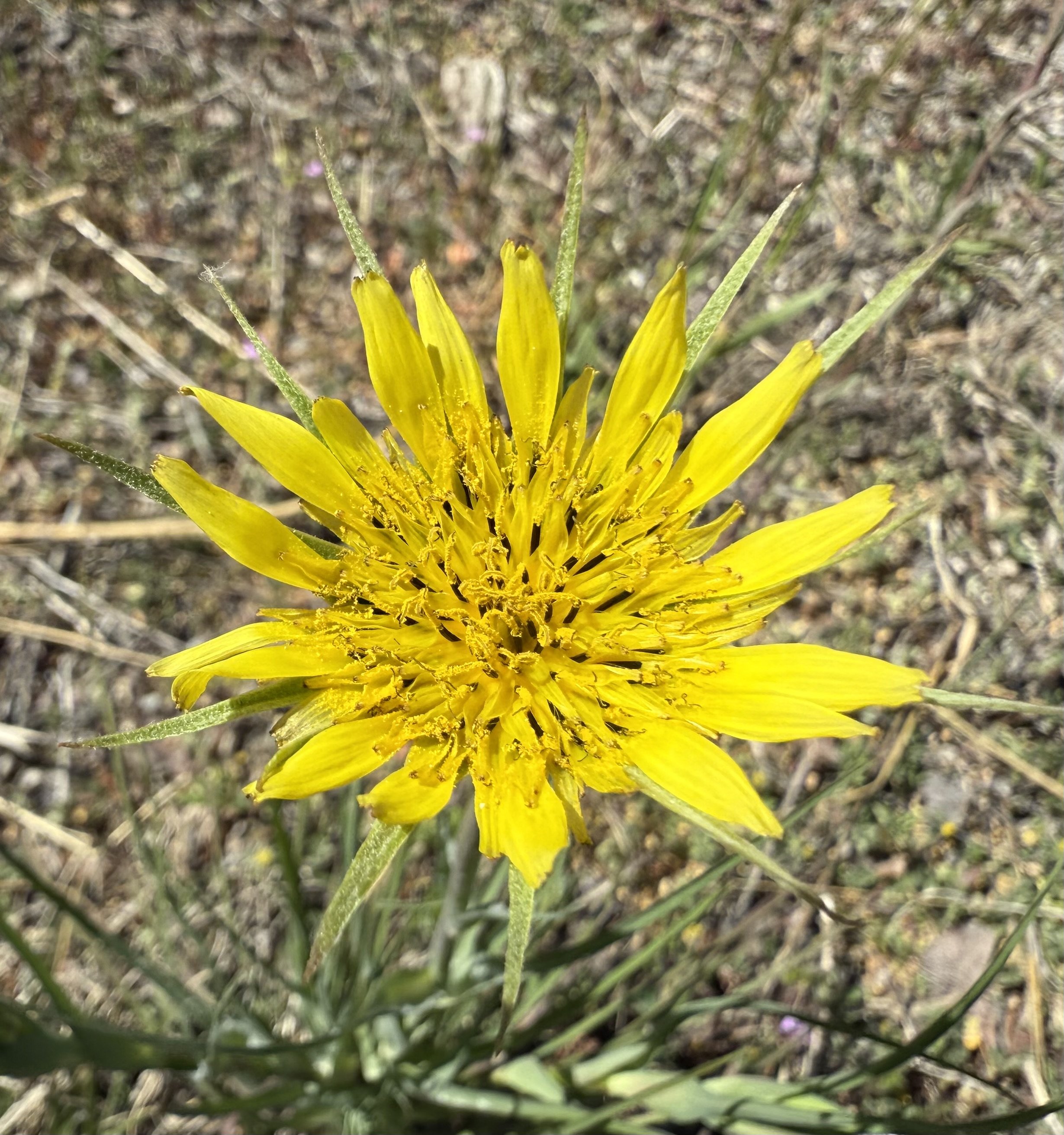 Yellow salsify, Tragopogon dubius, 5/29/26
