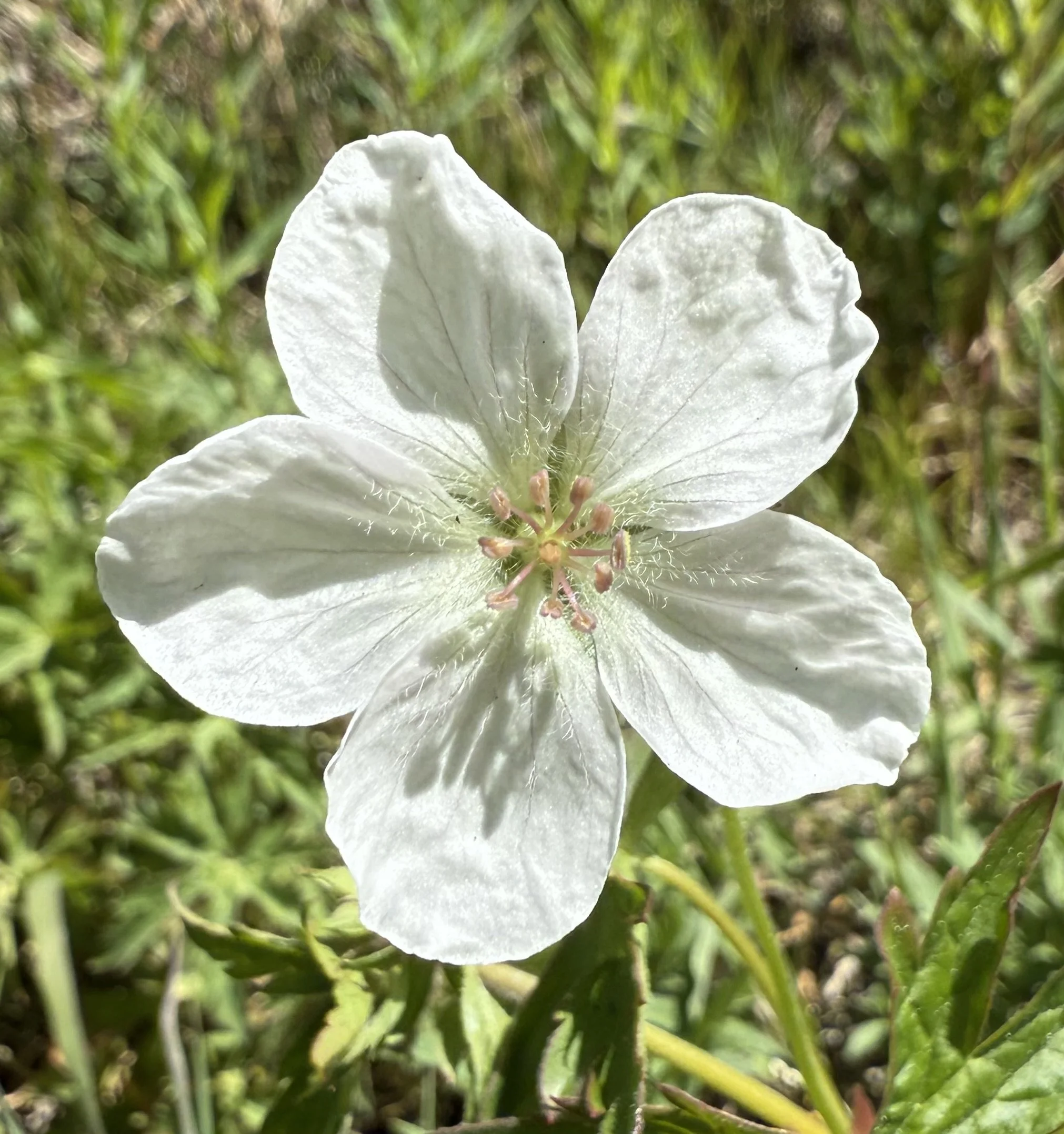 Richardson's geranium, Geranium richardsonii, 5/29/26