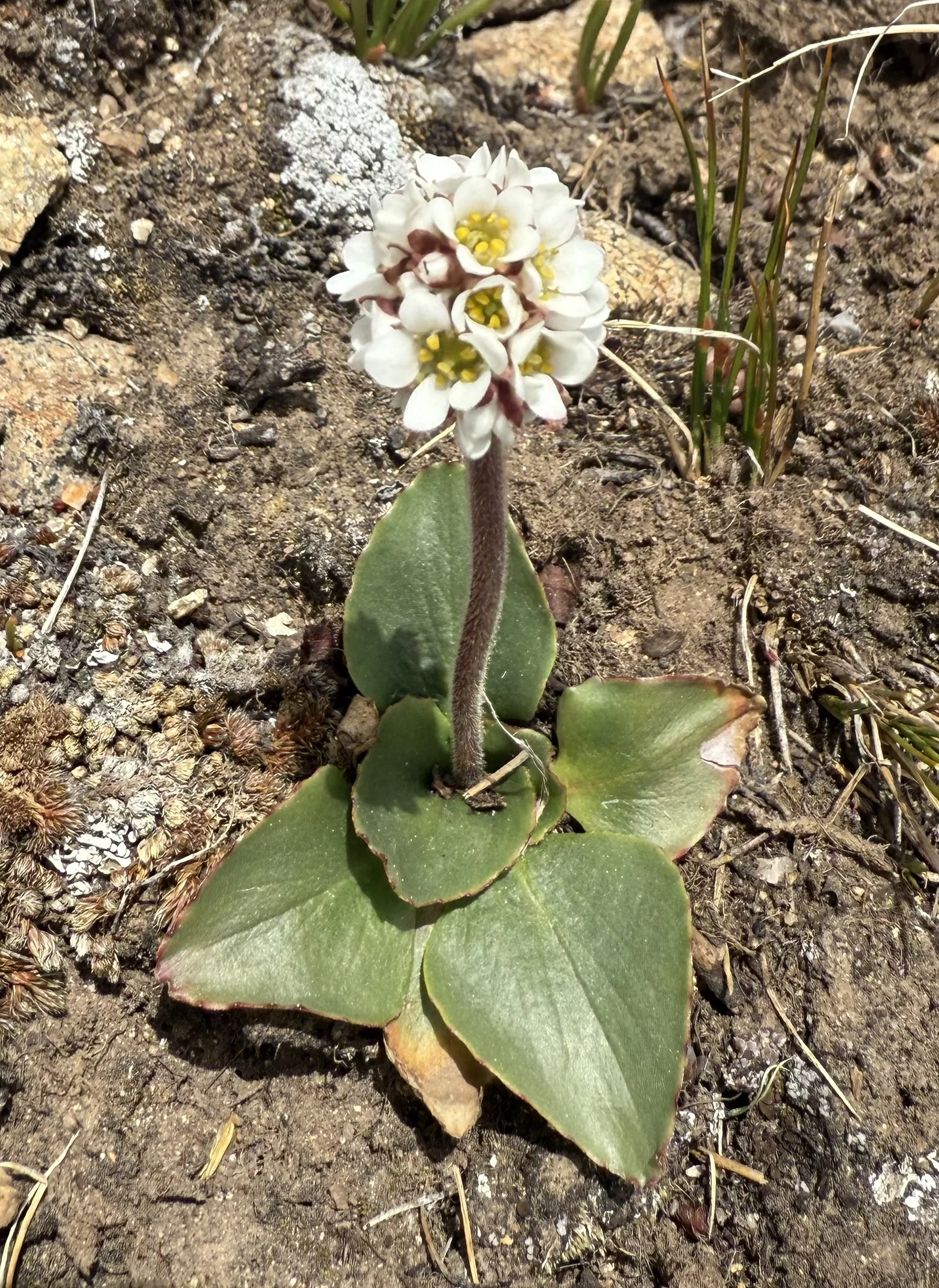 Snowball saxifrage, Micranthes rhomboidea, 5/29/26