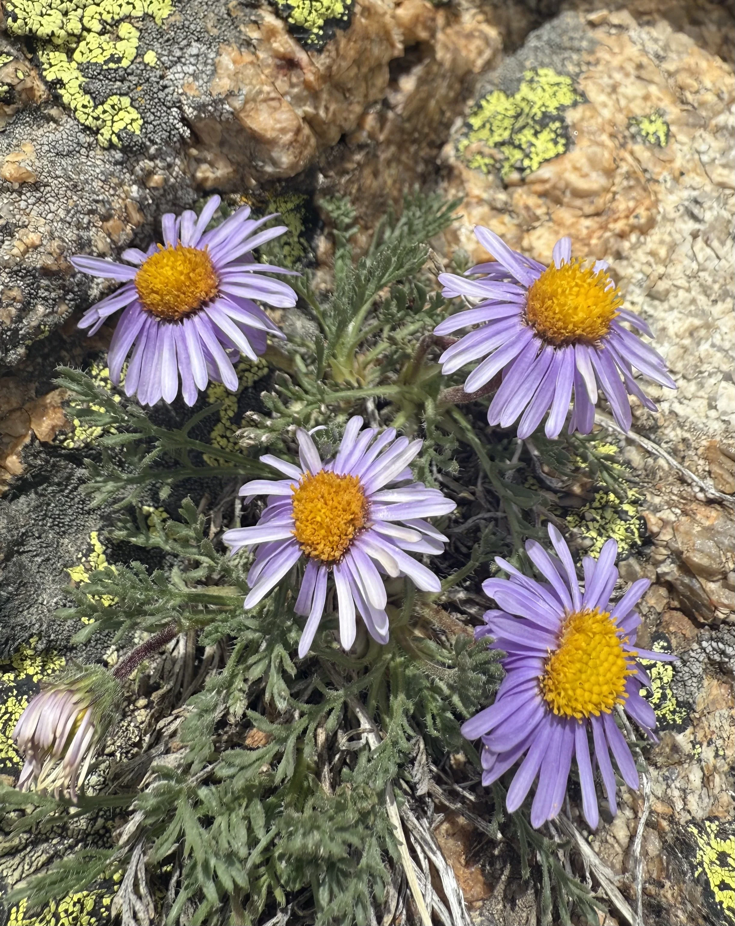 Featherleaf daisy, Erigeron pinnatisectus, 5/29/26