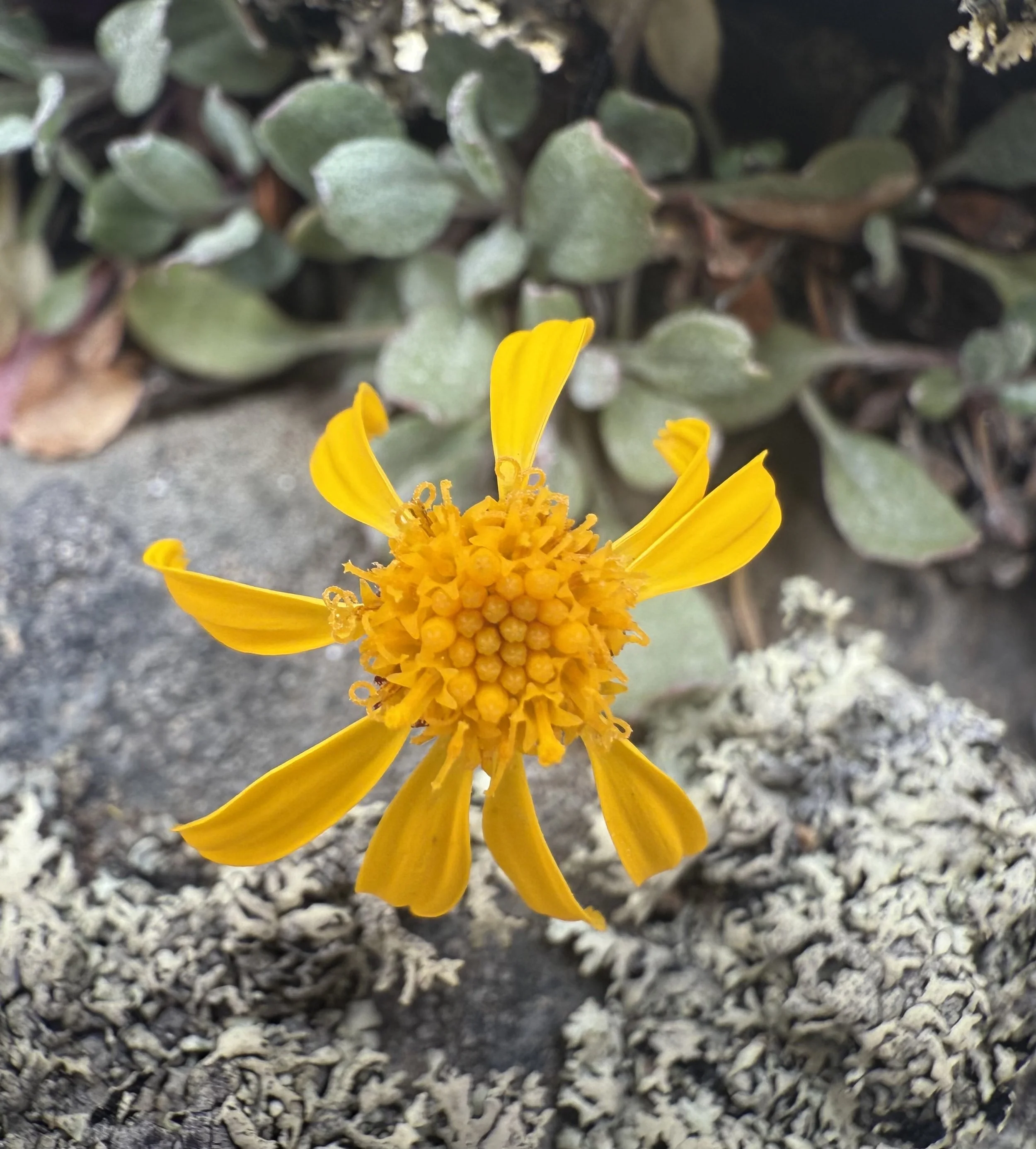 Werner's groundsel, Packera wernerifolia, 5/29/26