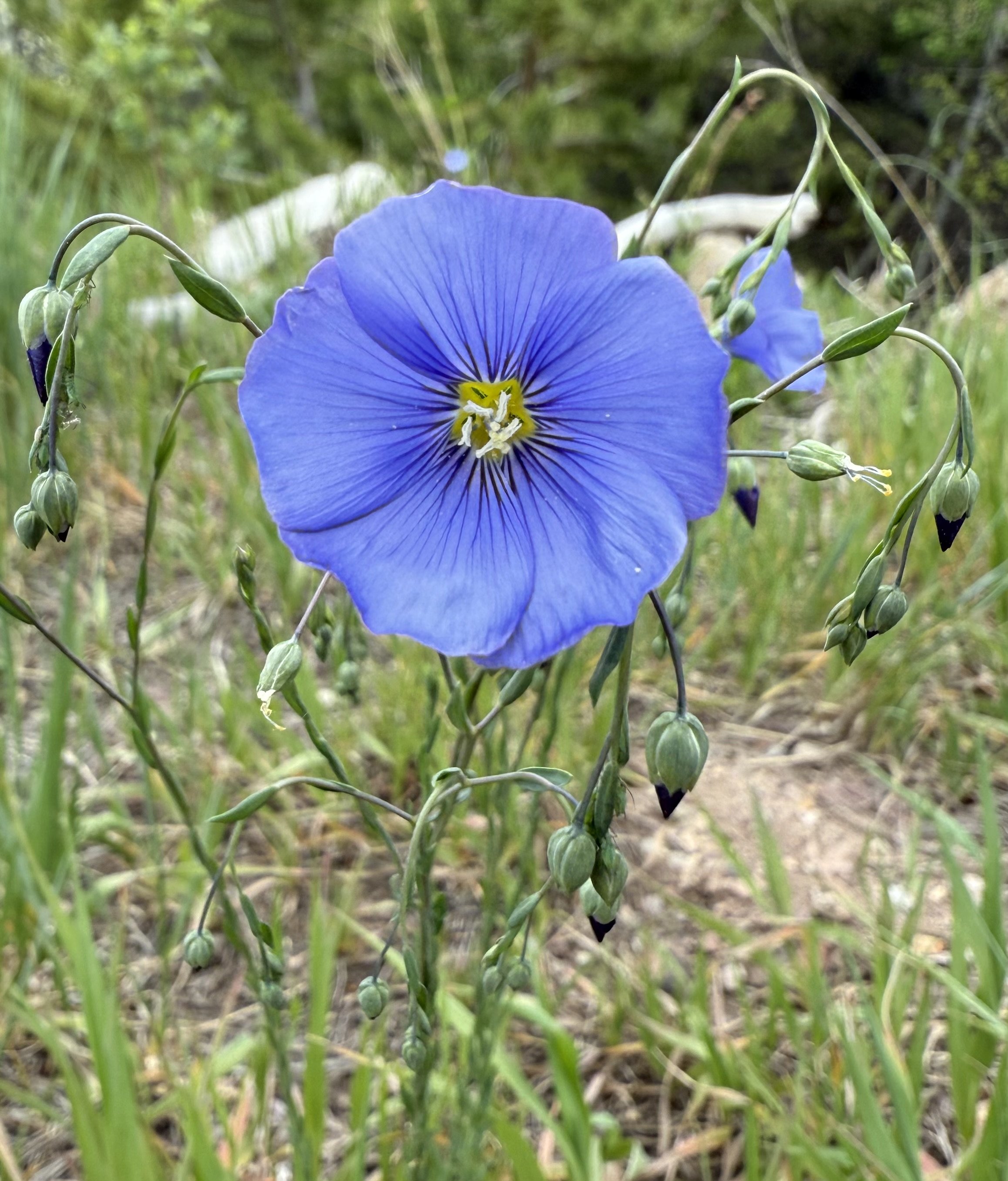 Wild blue flax, Linum lewisii, 5/29/26